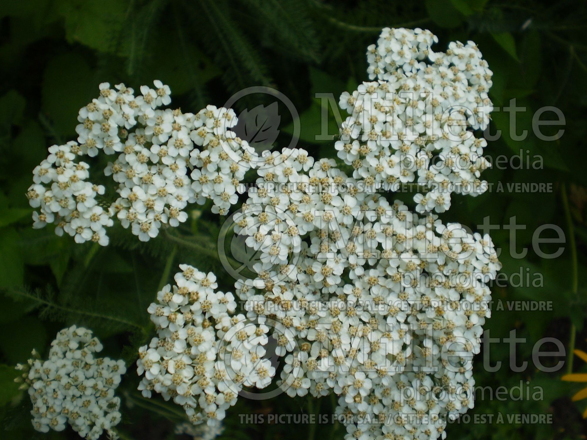 Achillea millefolium (Common Yarrow) 8