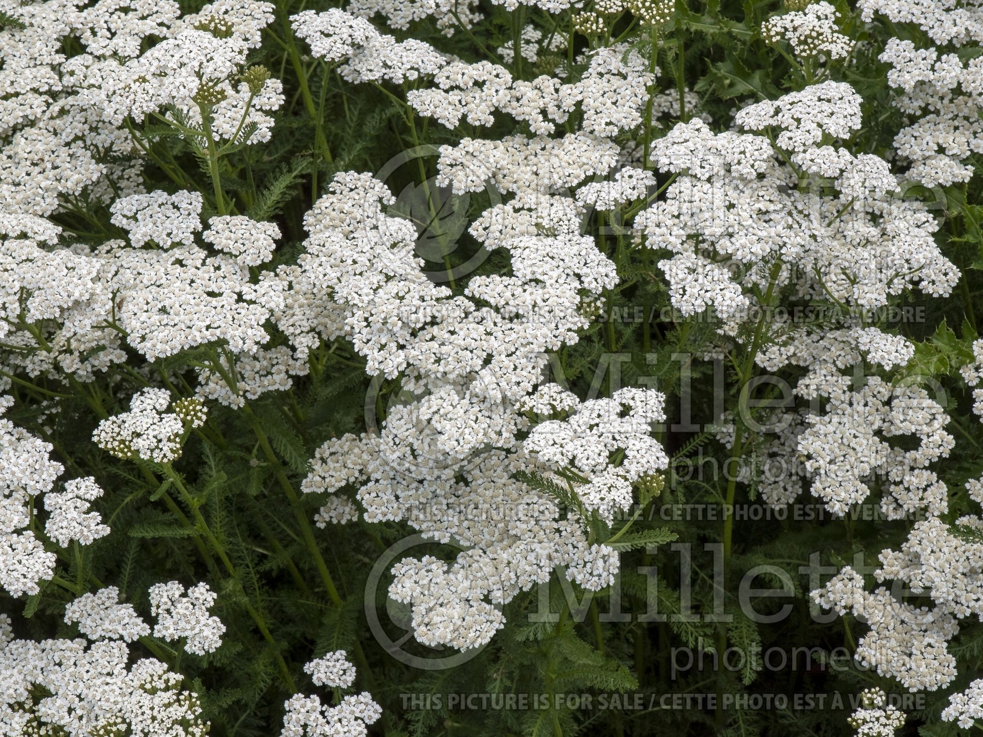 Achillea New Vintage White (Yarrow) 2
