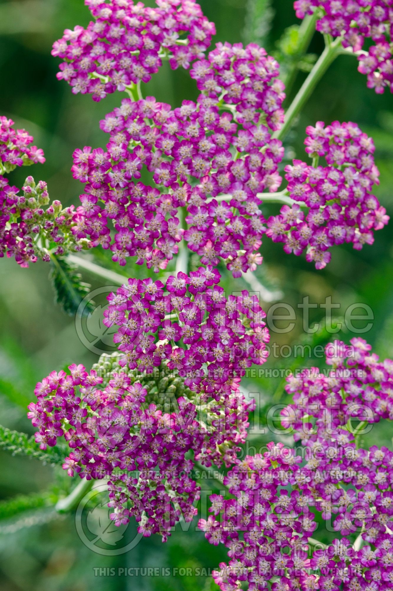 Achillea Oertel's Rose (Yarrow) 5