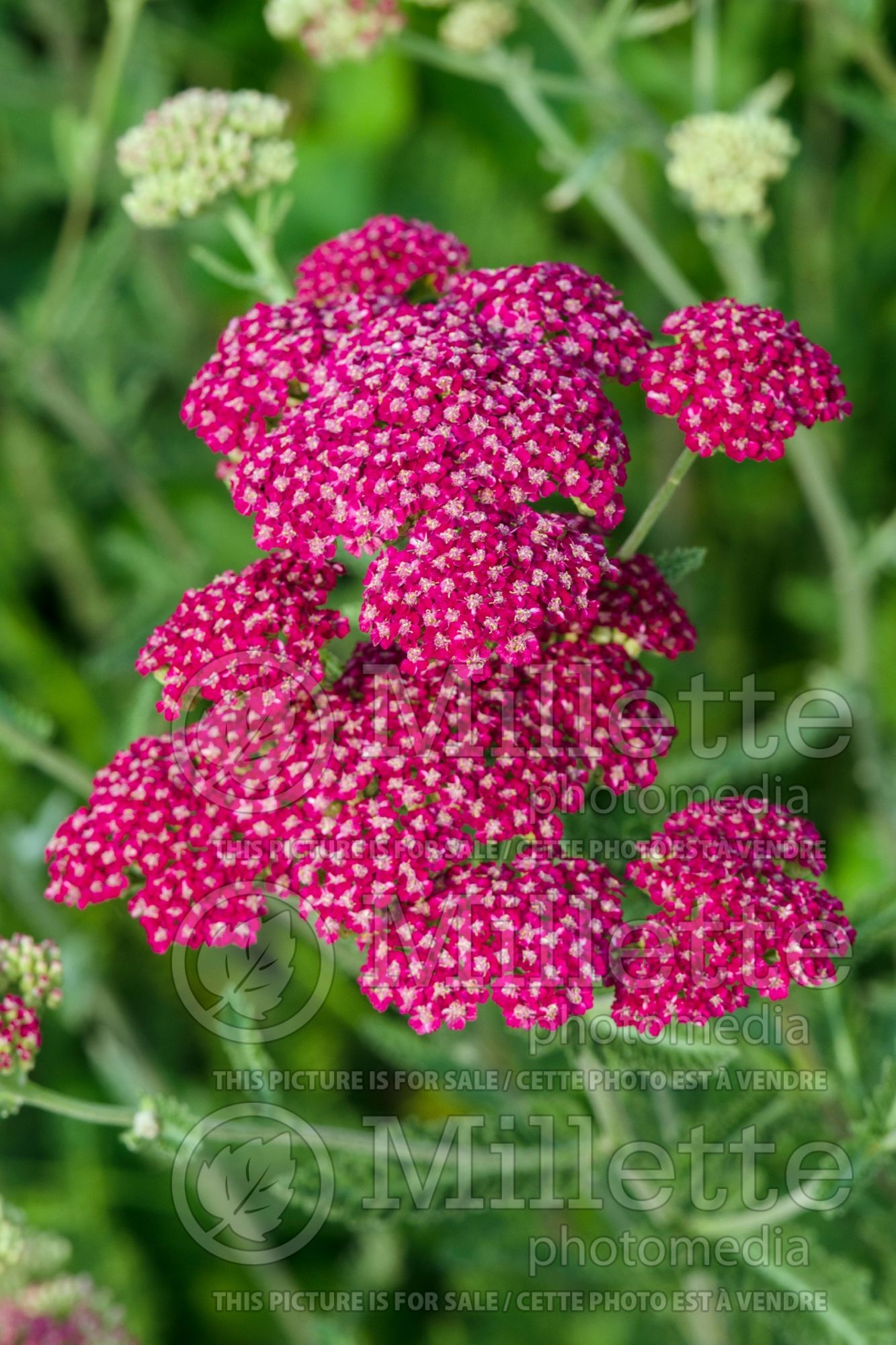 Achillea Summerwine aka Summer Wine (Sneezewort, Sneezeweed, Brideflower Yarrow) 2