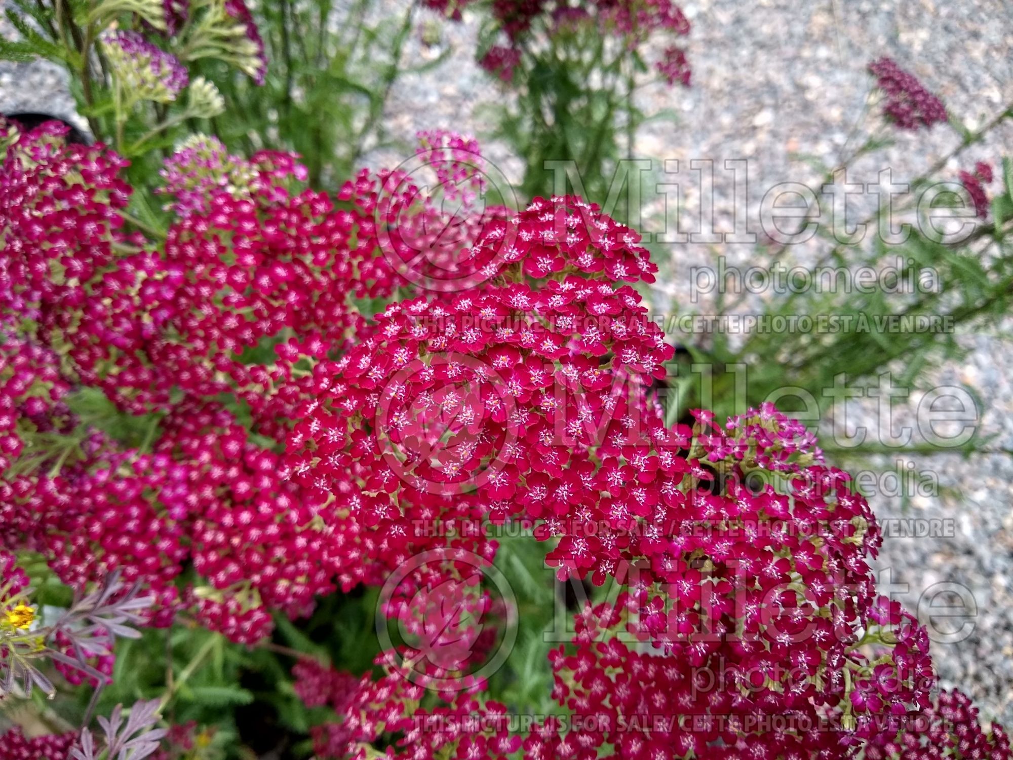Achillea Summerwine aka Summer Wine (Sneezewort, Sneezeweed, Brideflower Yarrow) 3