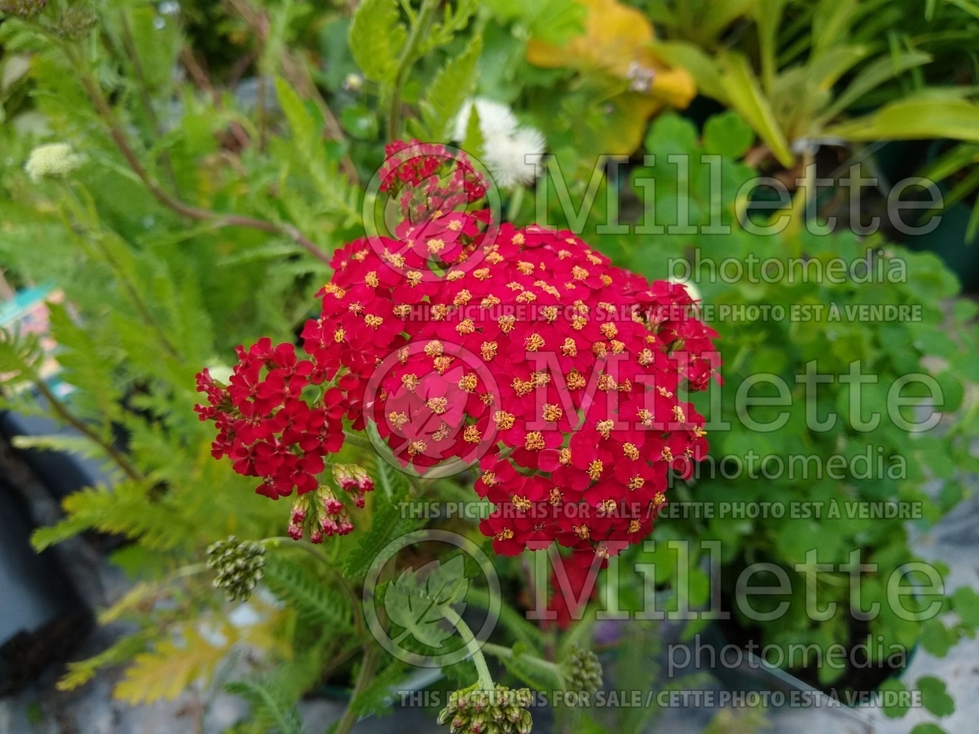 Achillea The Beacon syn. Fanal (Yarrow) 2