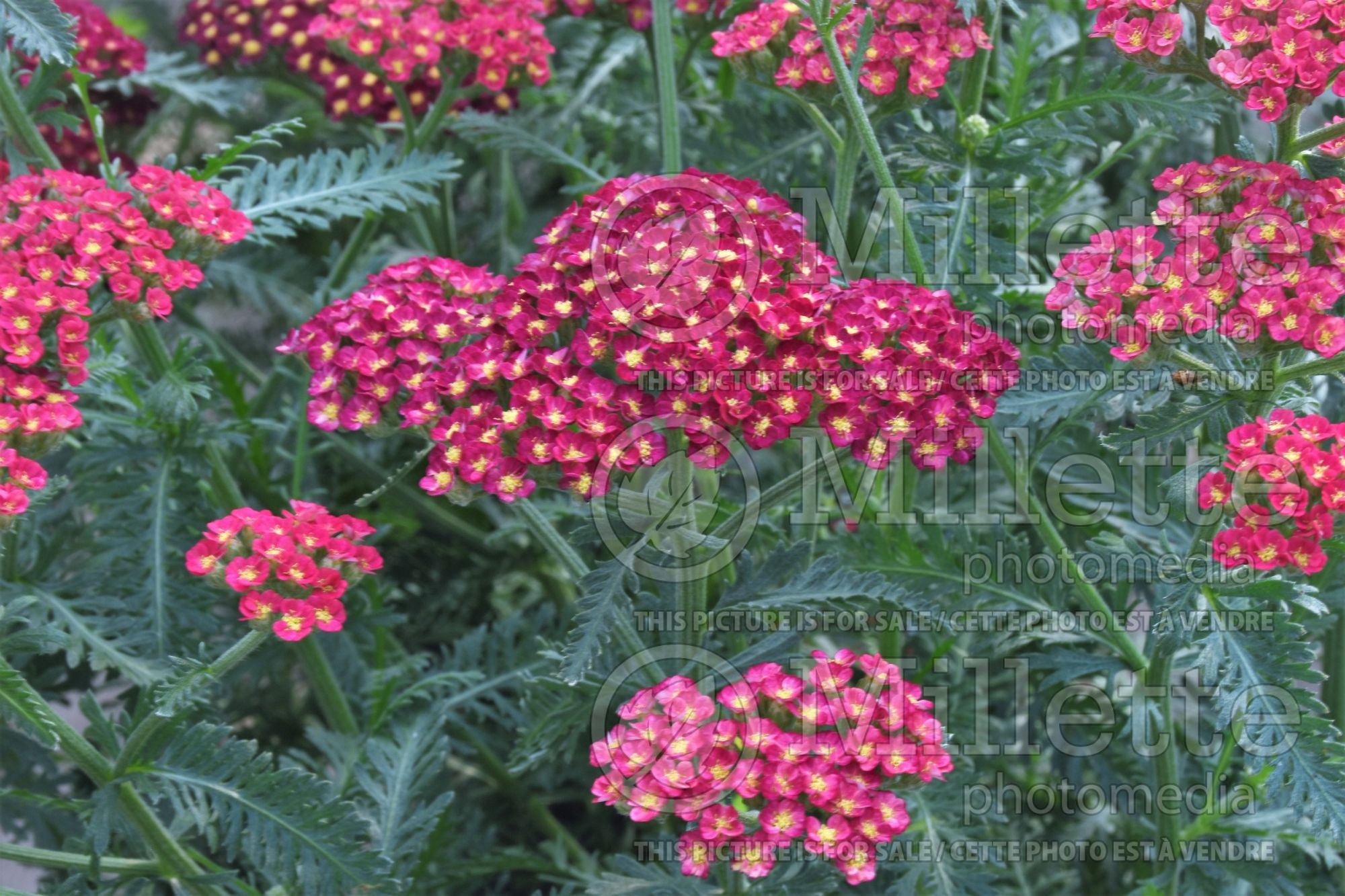 Achillea Sassy Summer Sangria (Yarrow) 1