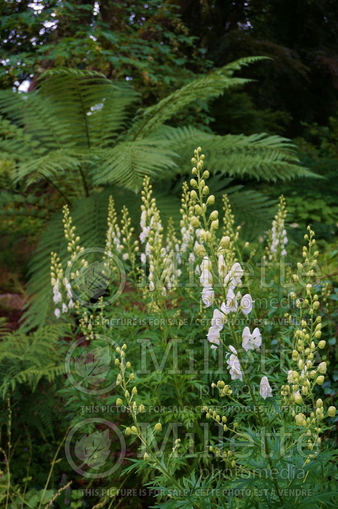 Aconitum Album (Monkshood) 2