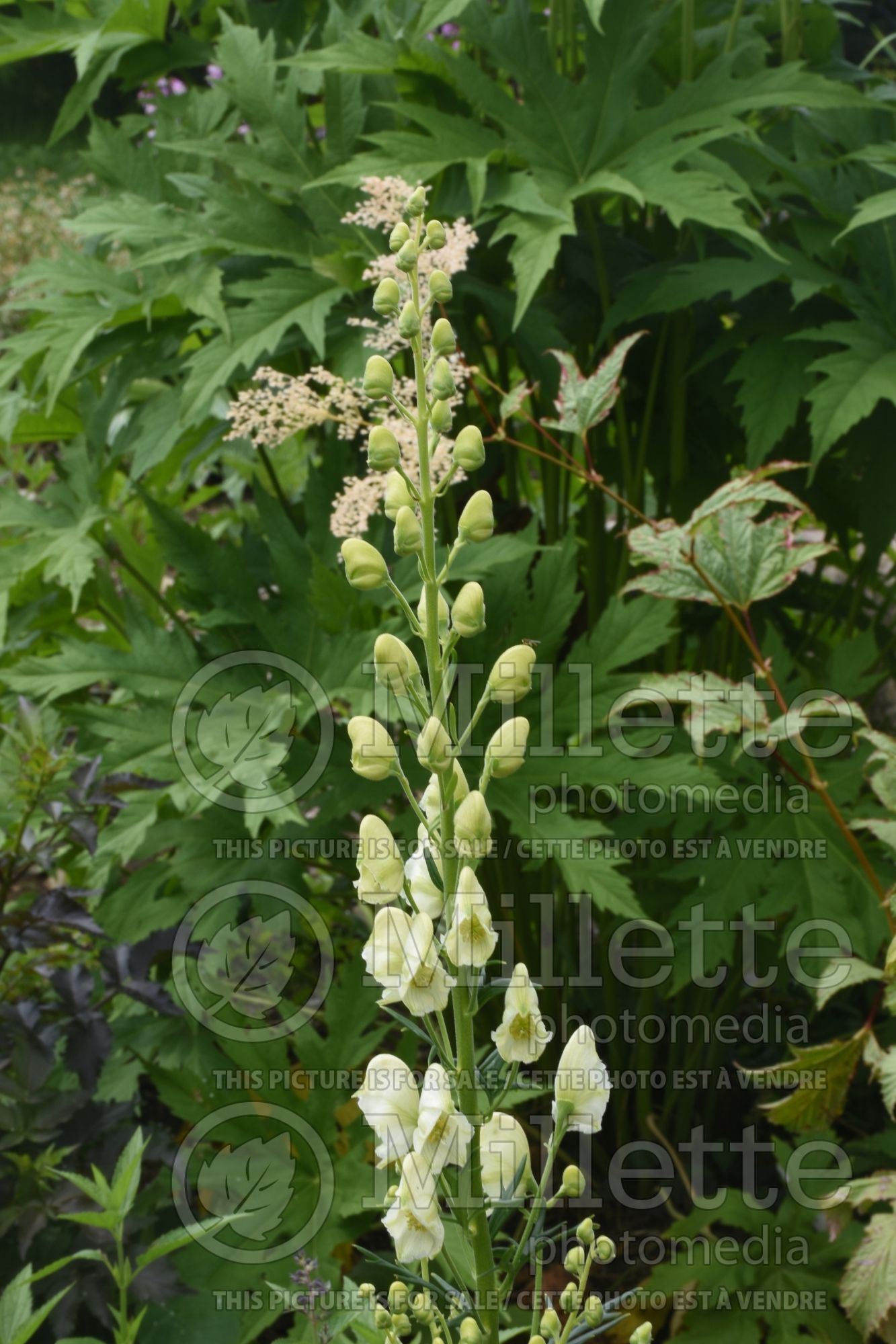 Aconitum Album (Monkshood) 4
