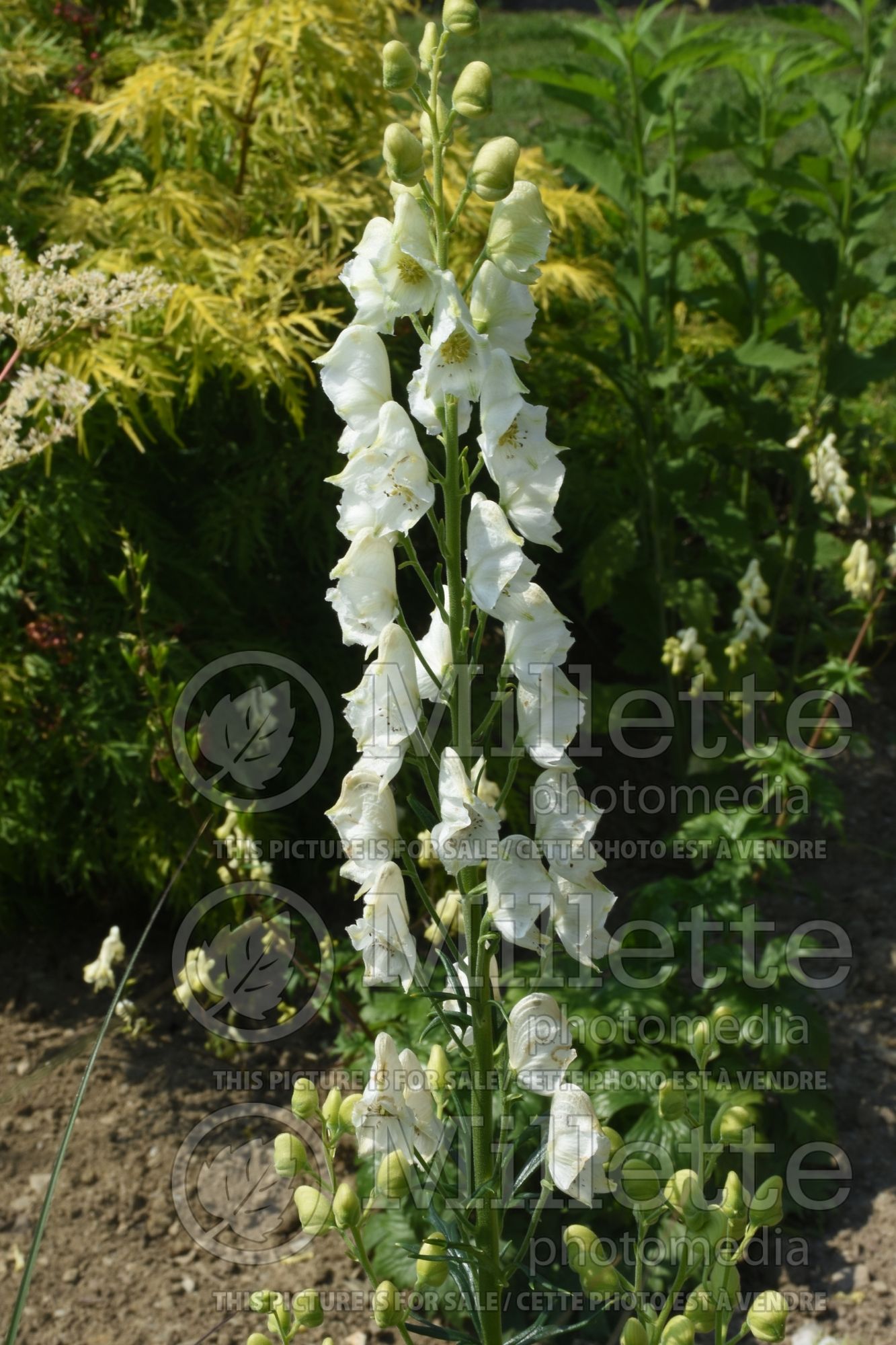 Aconitum Album (Monkshood) 1