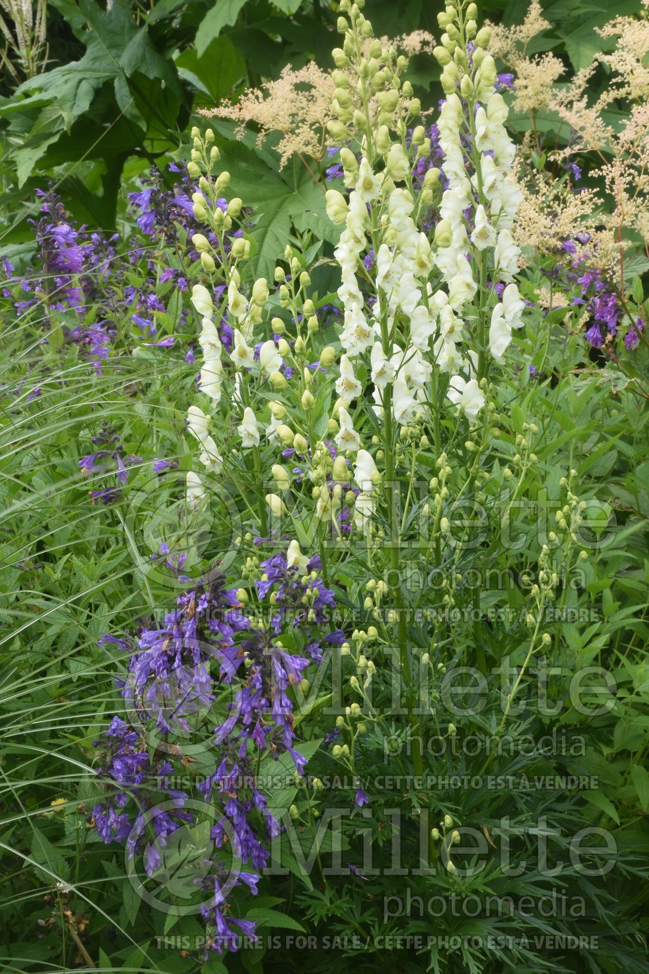 Aconitum Album (Monkshood) 5