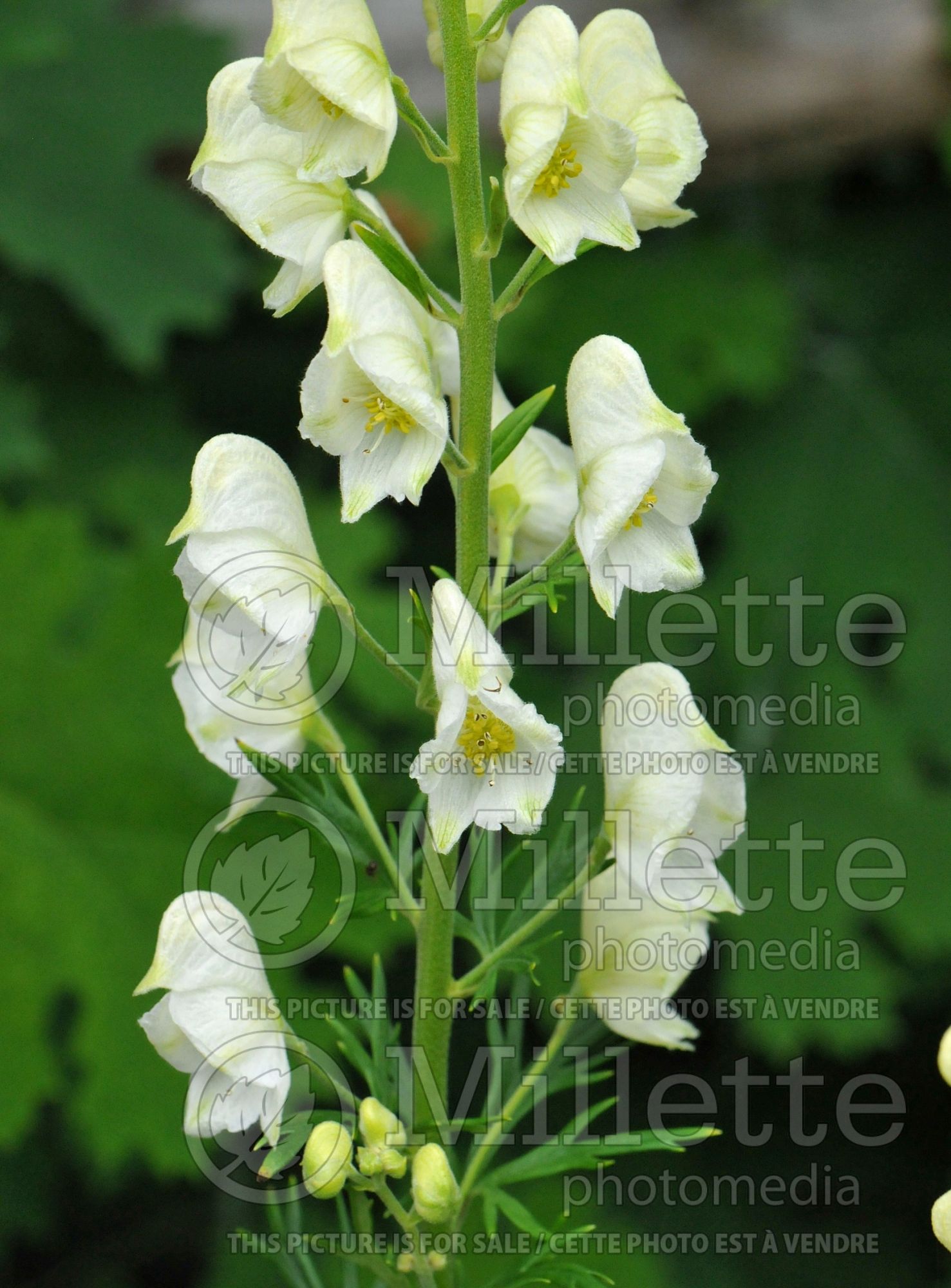 Aconitum Album (Monkshood) 3