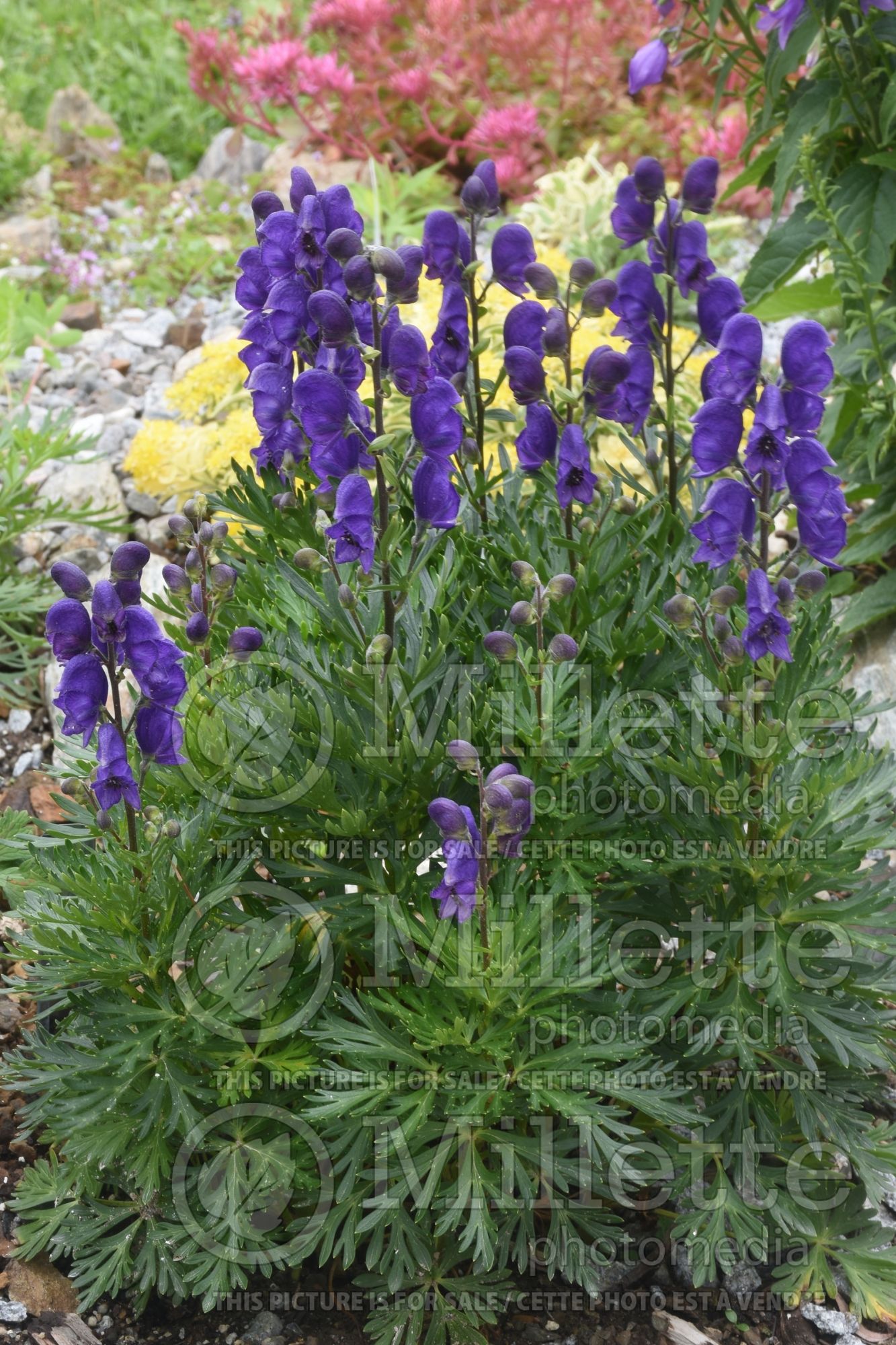 Aconitum Rya (Monkshood, Wolfbane) 3