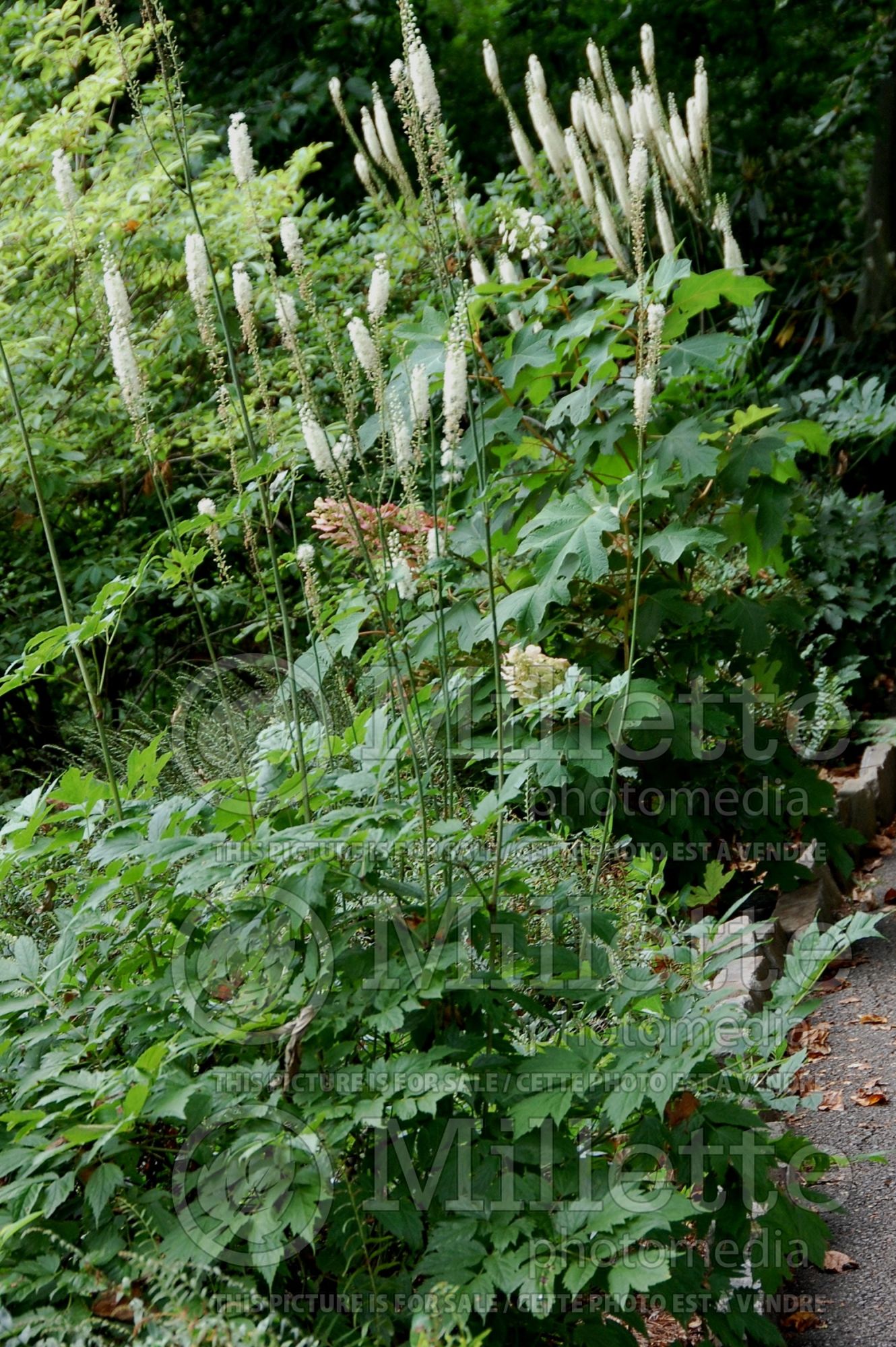 Actaea rubrifolia (Appalachian bugbane) 1
