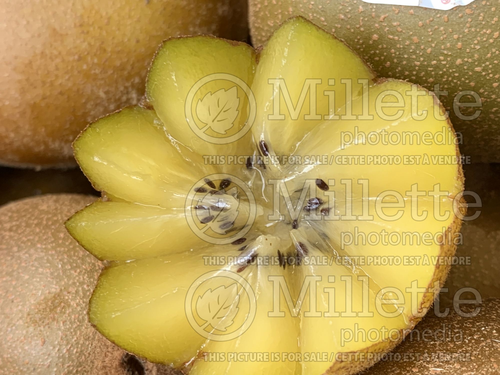 Actinidia SunGold (Kiwi Vine) 2