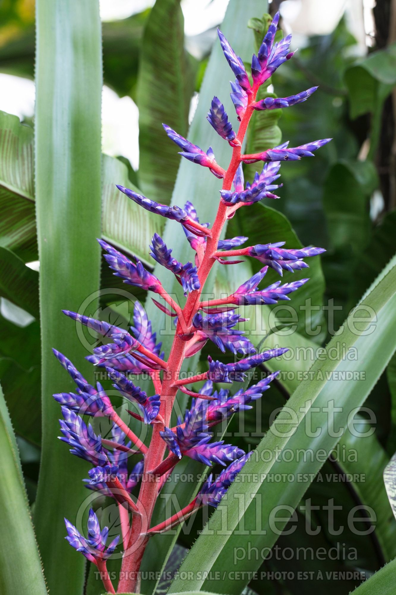 Aechmea Blue Tango (Dwarf Tree Aeonium Cactus) 3