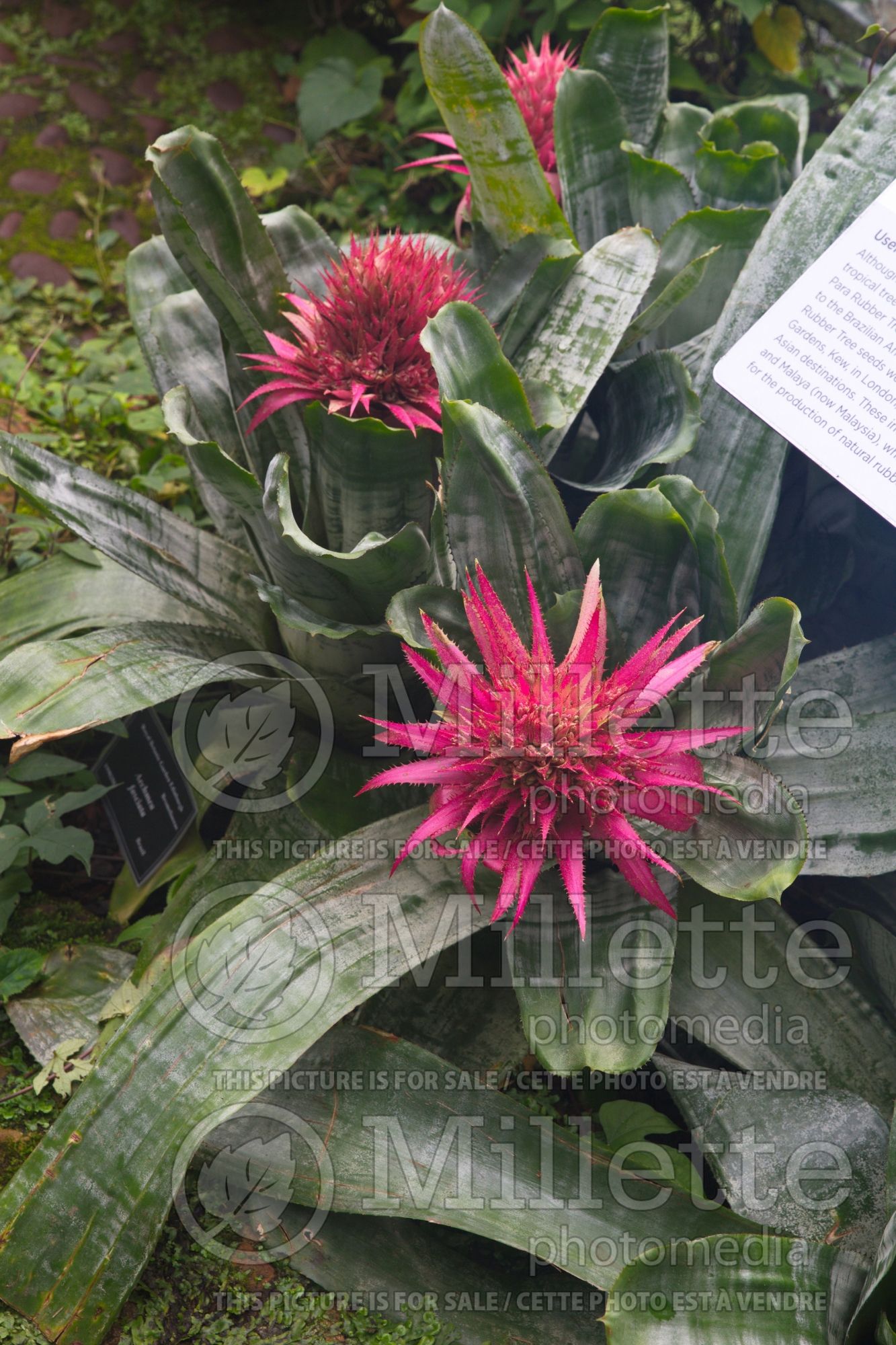 Aechmea fasciata (silver vase, urn plant Cactus) 1