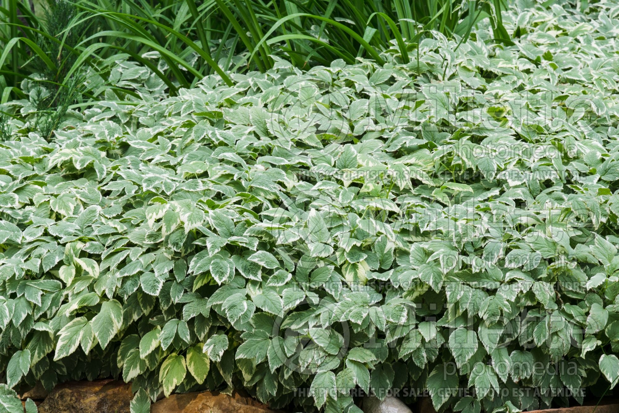 Aegopodium Variegatum (bishop's weed) 1