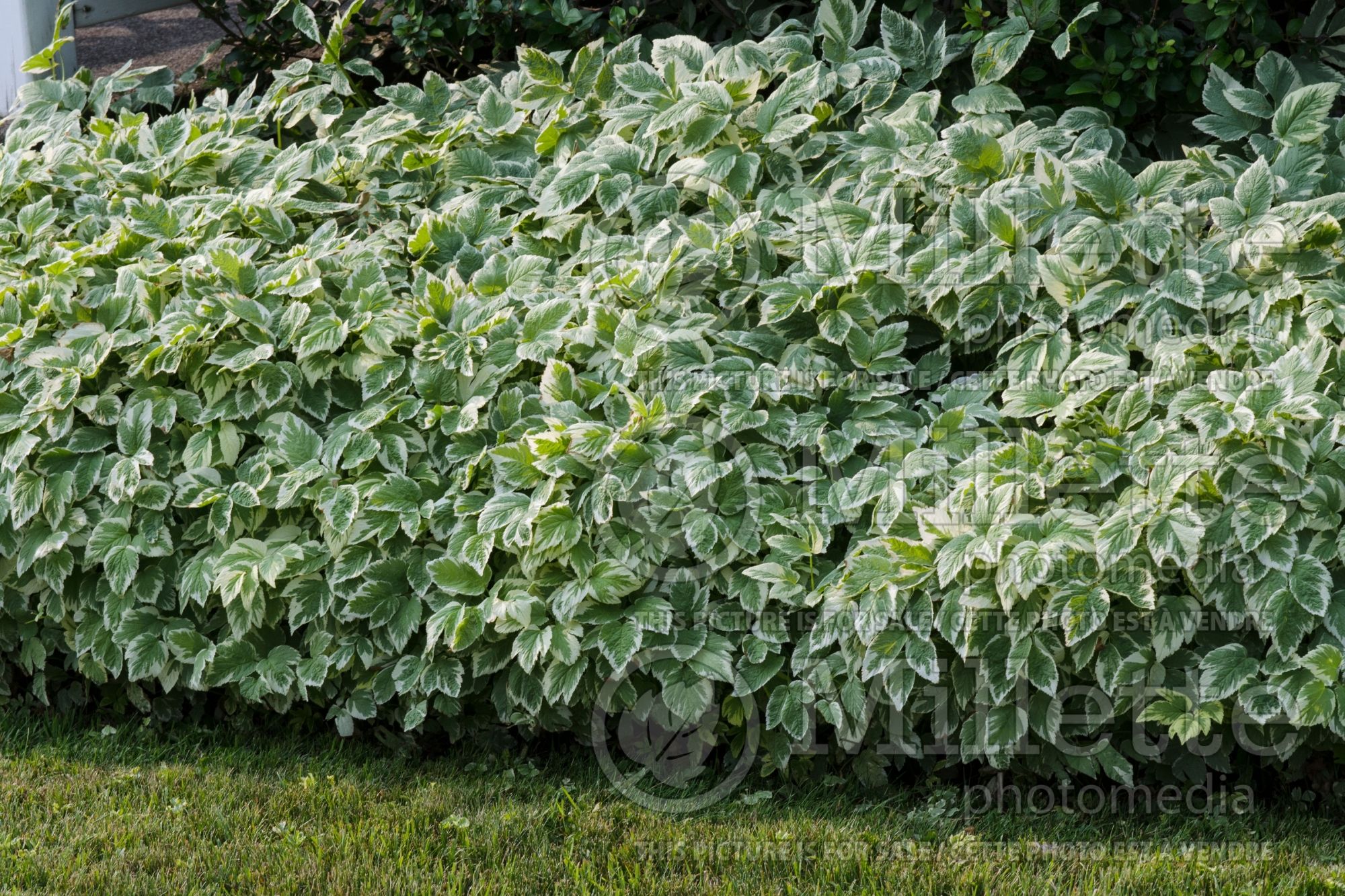 Aegopodium Variegatum (bishop's weed) 6