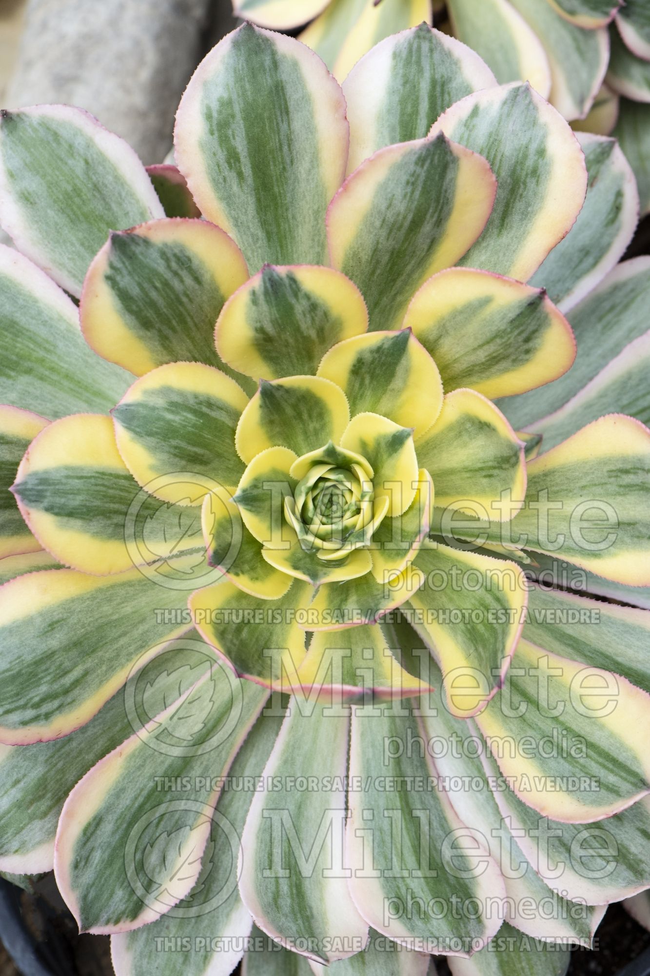 Aeonium Sunburst (Aeonium Cactus) 3