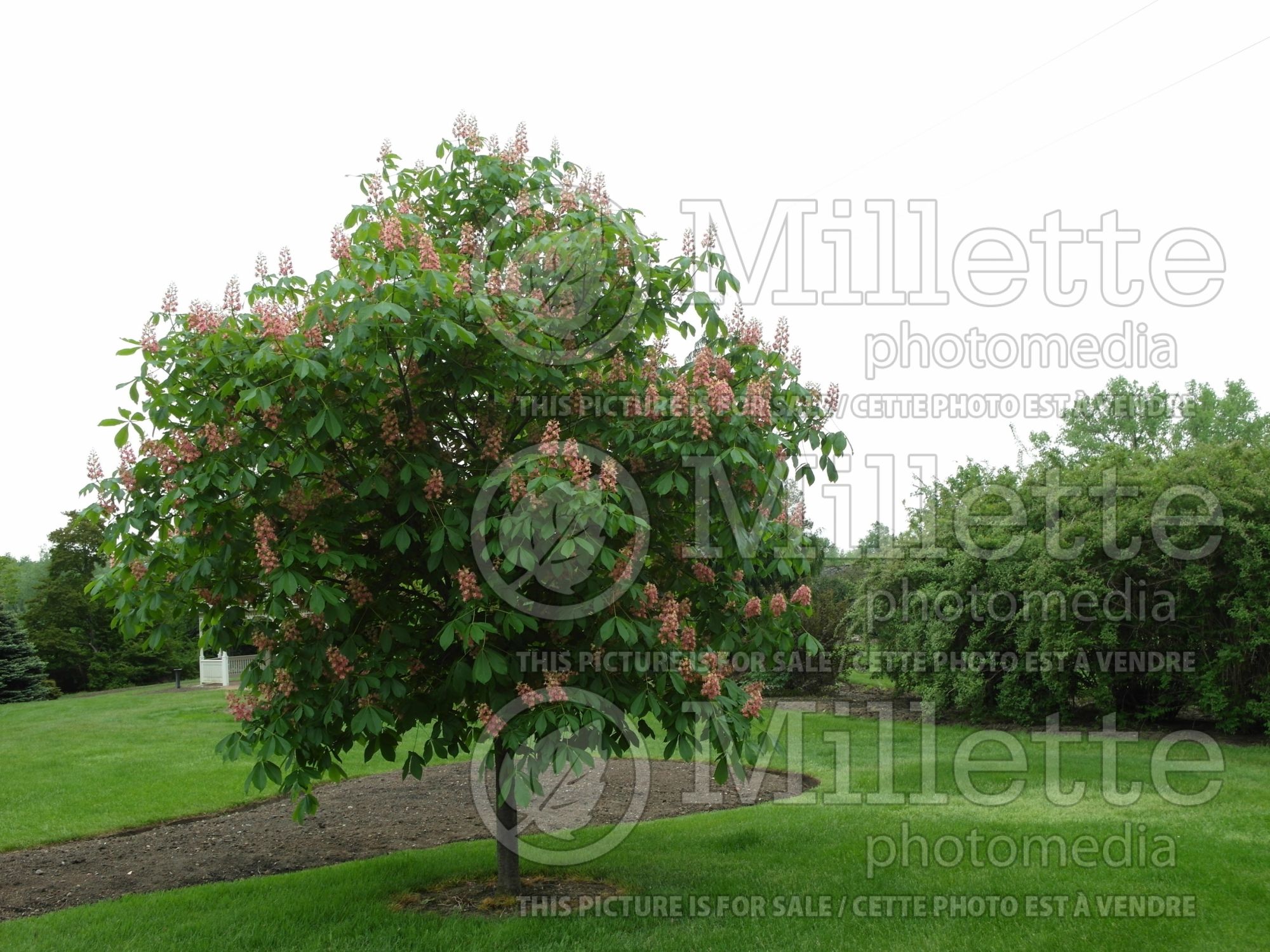 Aesculus Fort McNair (Red horsechestnut) 7