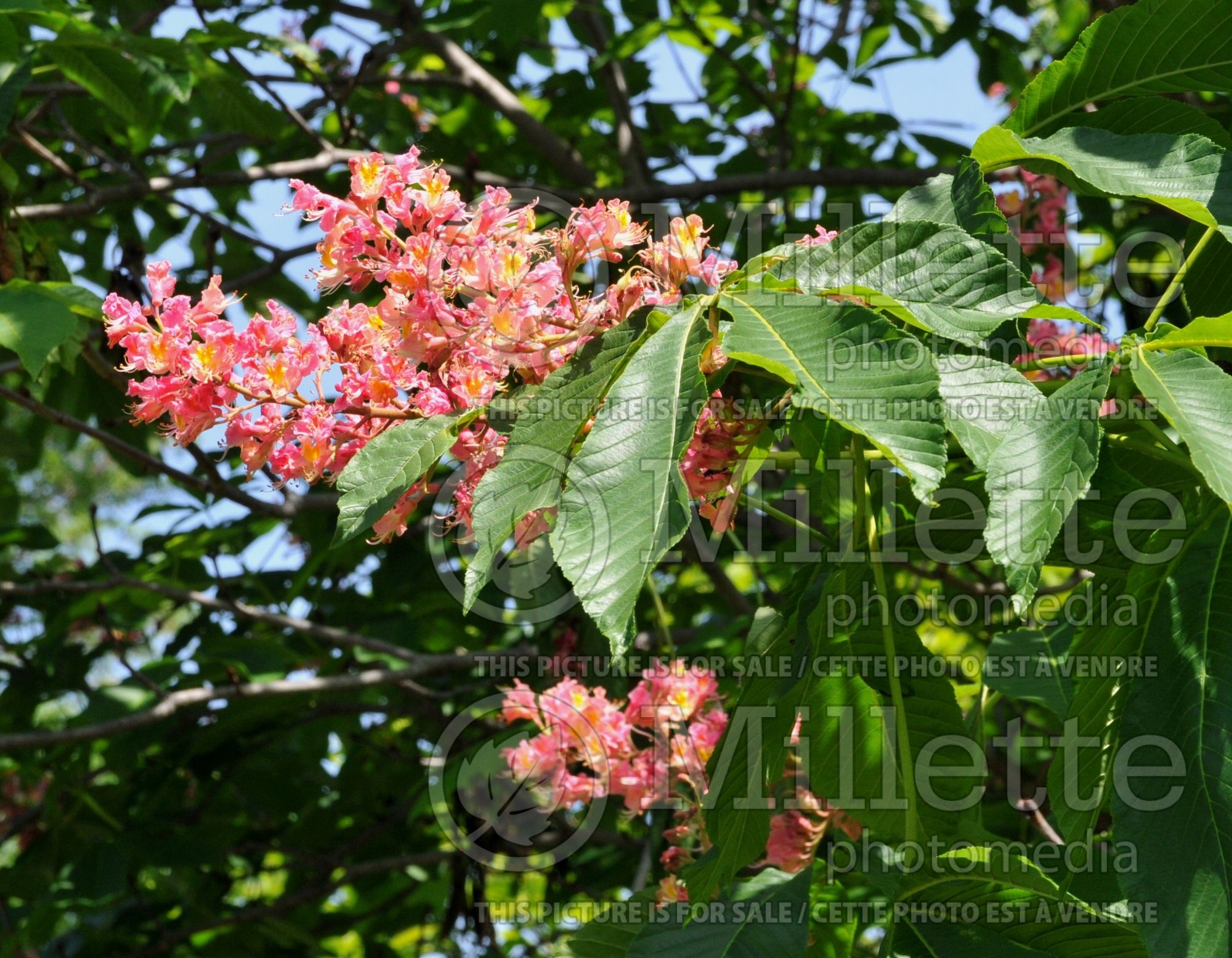 Aesculus Fort McNair (Red horsechestnut) 5