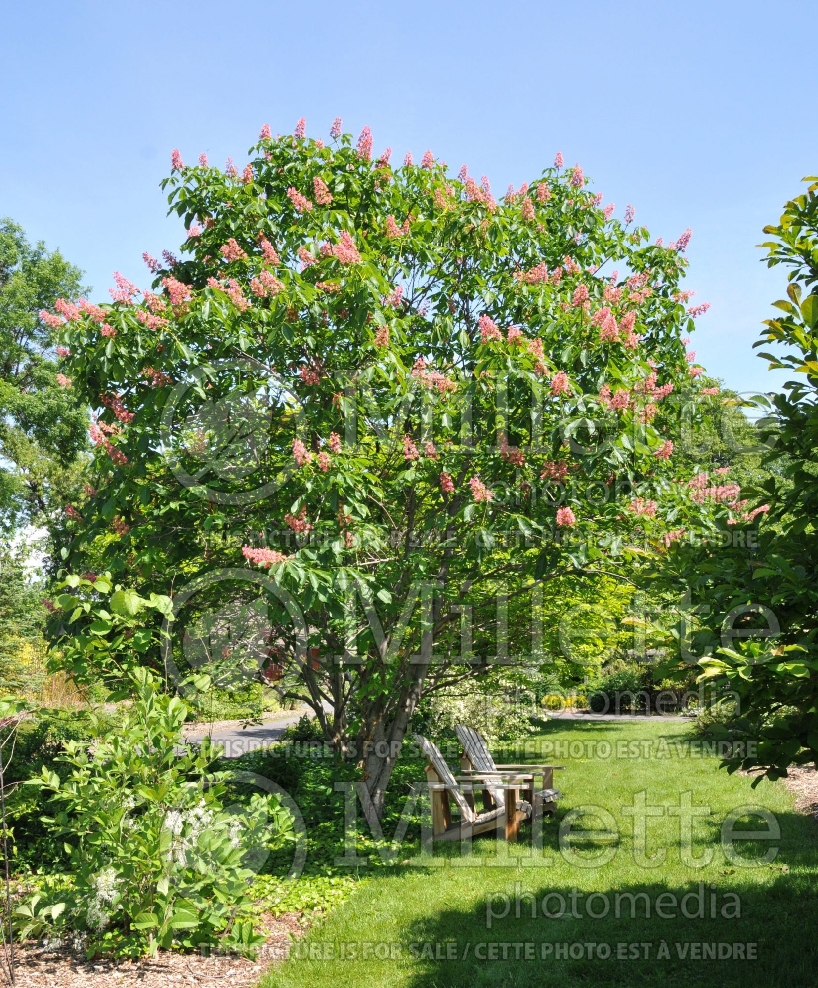 Aesculus Fort McNair (Red horsechestnut) 6