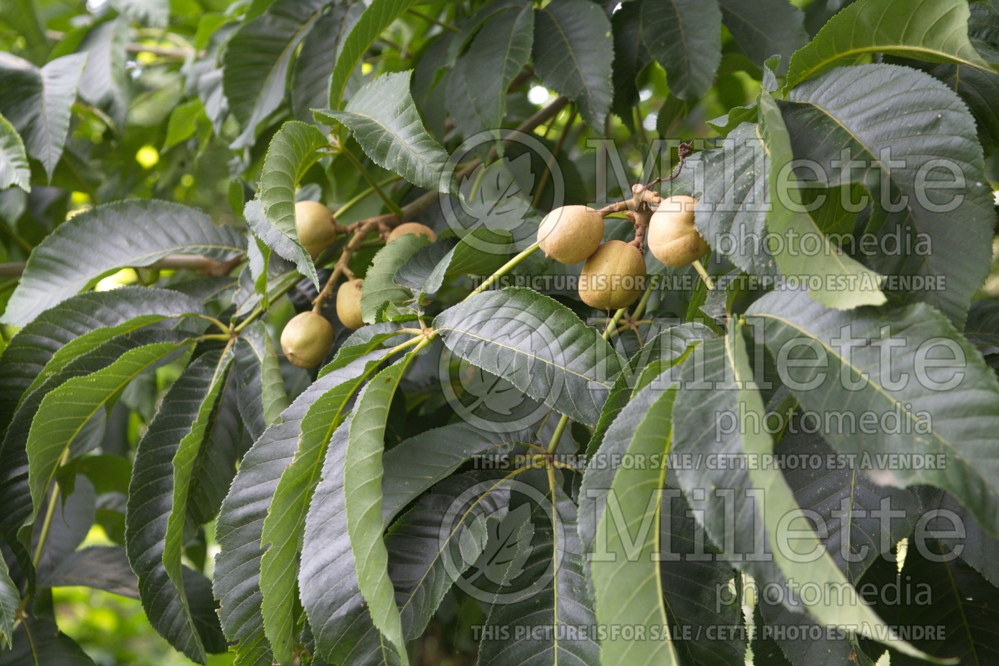 Aesculus flava (Buckeye) 2
