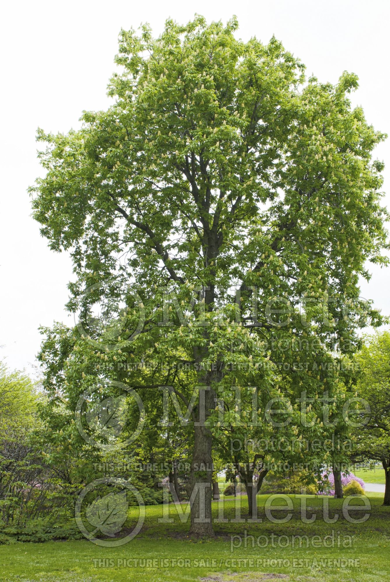 Aesculus glabra (Ohio buckeye, American buckeye, or fetid buckeye) 5