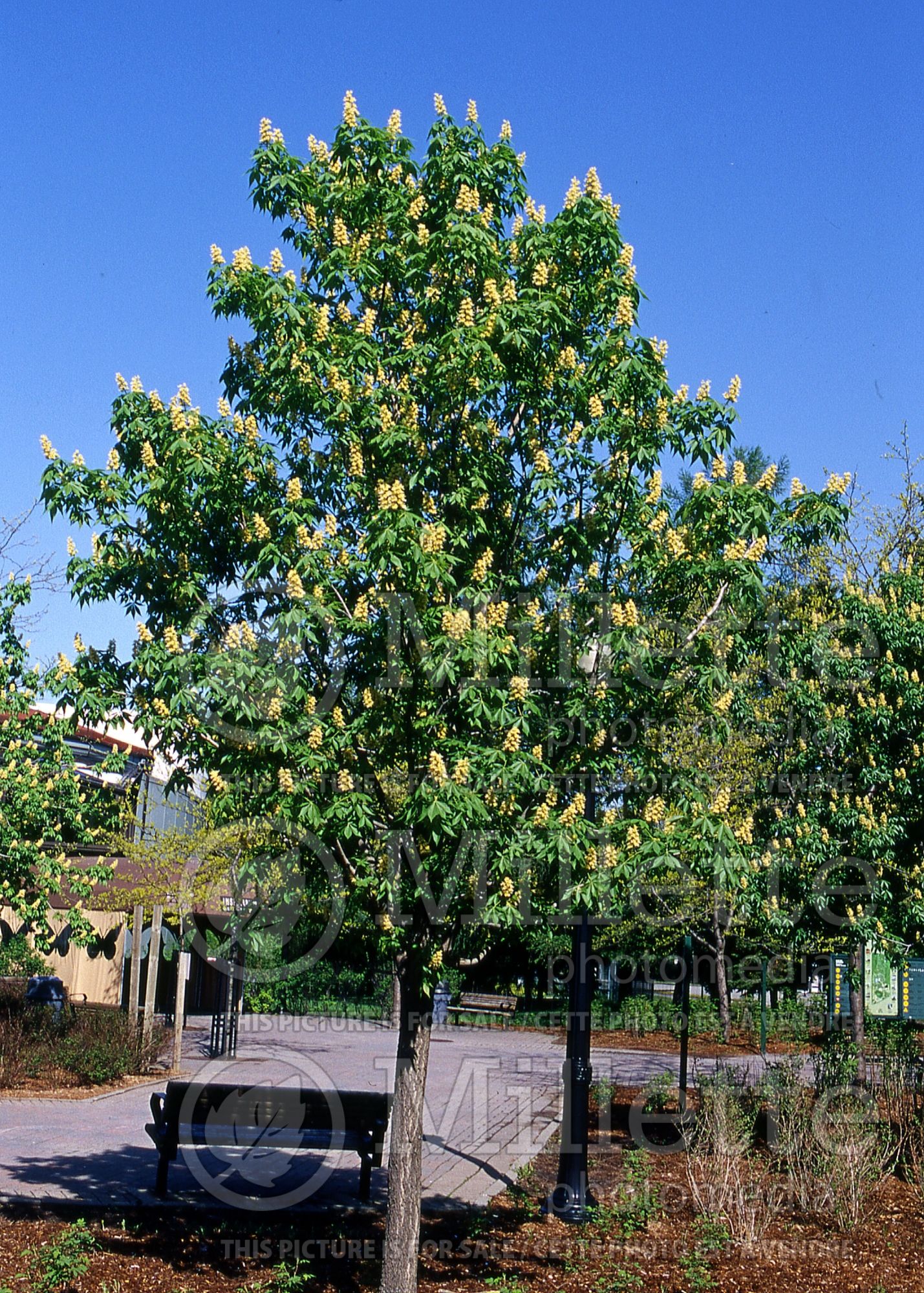 Aesculus glabra (Ohio buckeye, American buckeye, or fetid buckeye) 4