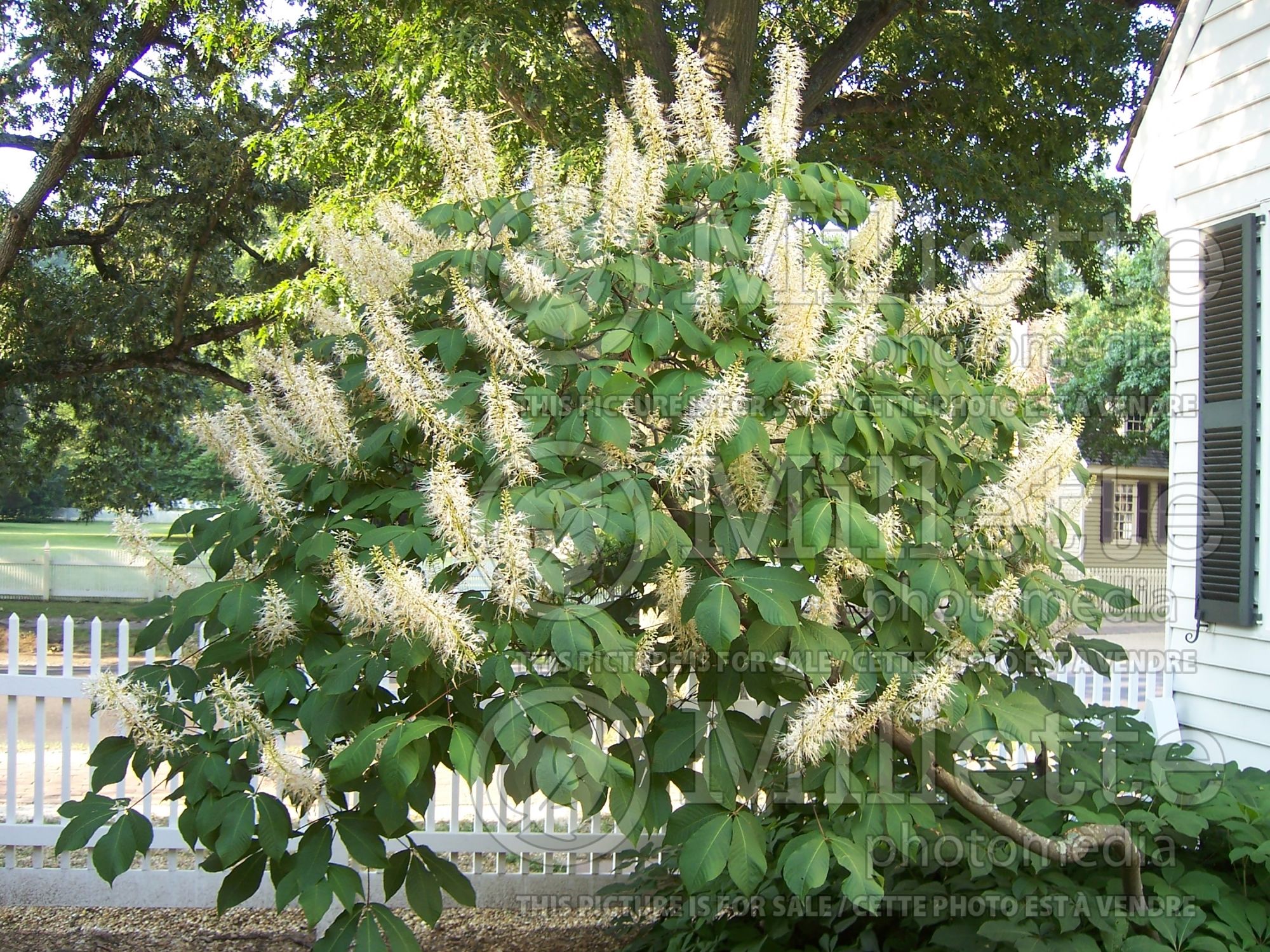 Aesculus parviflora (Bottlebrush Buckeye) 4