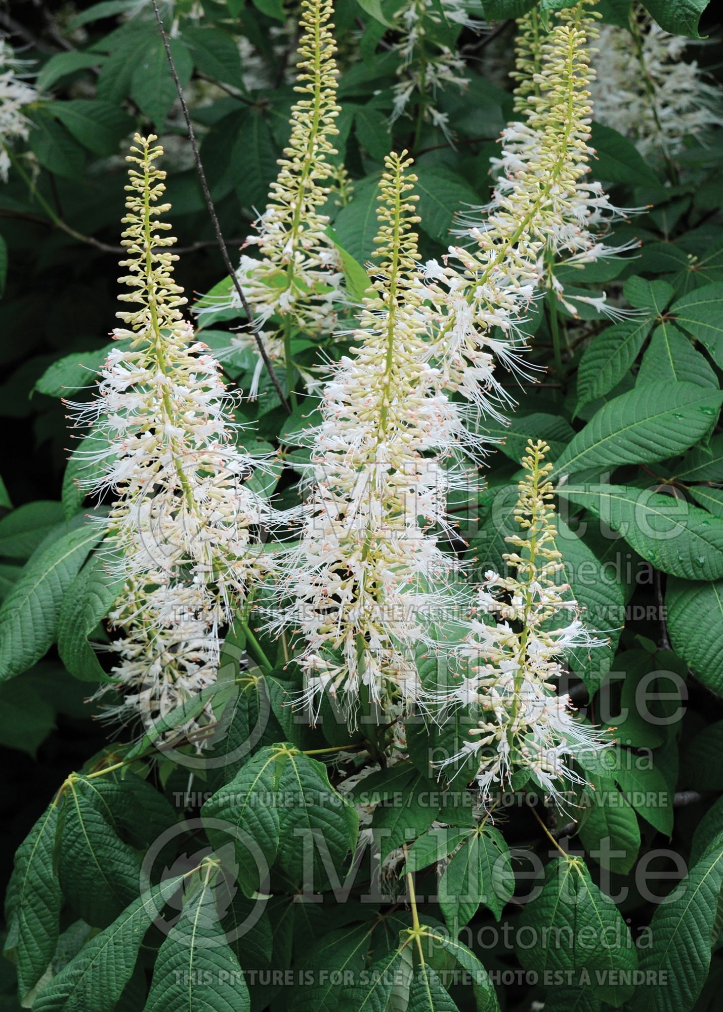 Aesculus parviflora (Bottlebrush Buckeye) 5