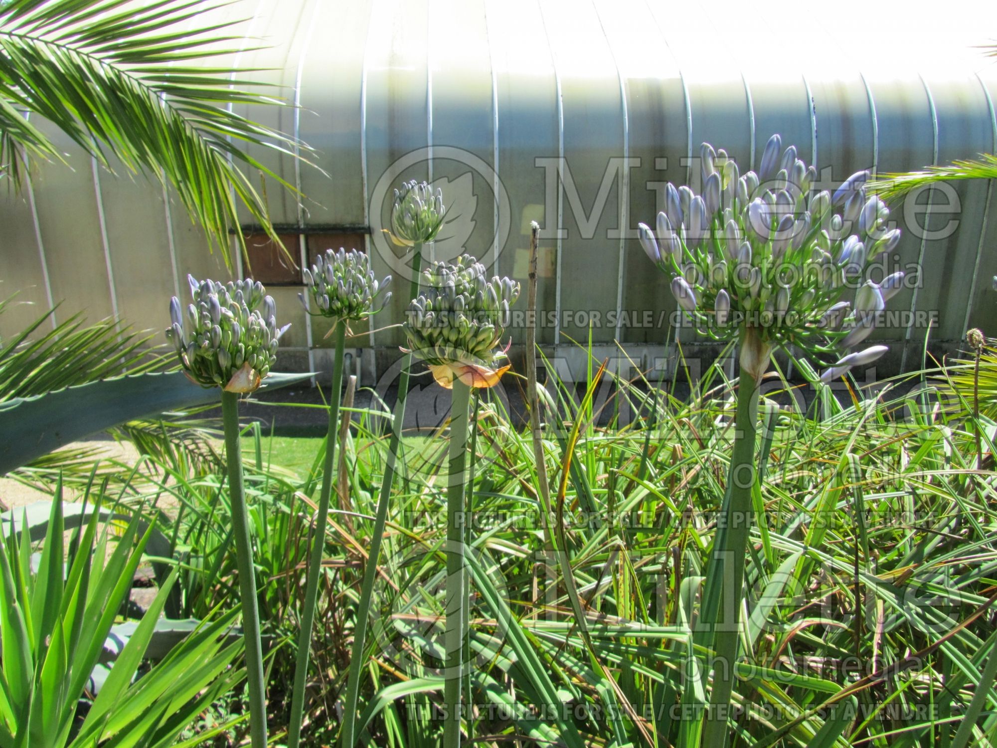 Agapanthus Summer Days (African Lily) 1