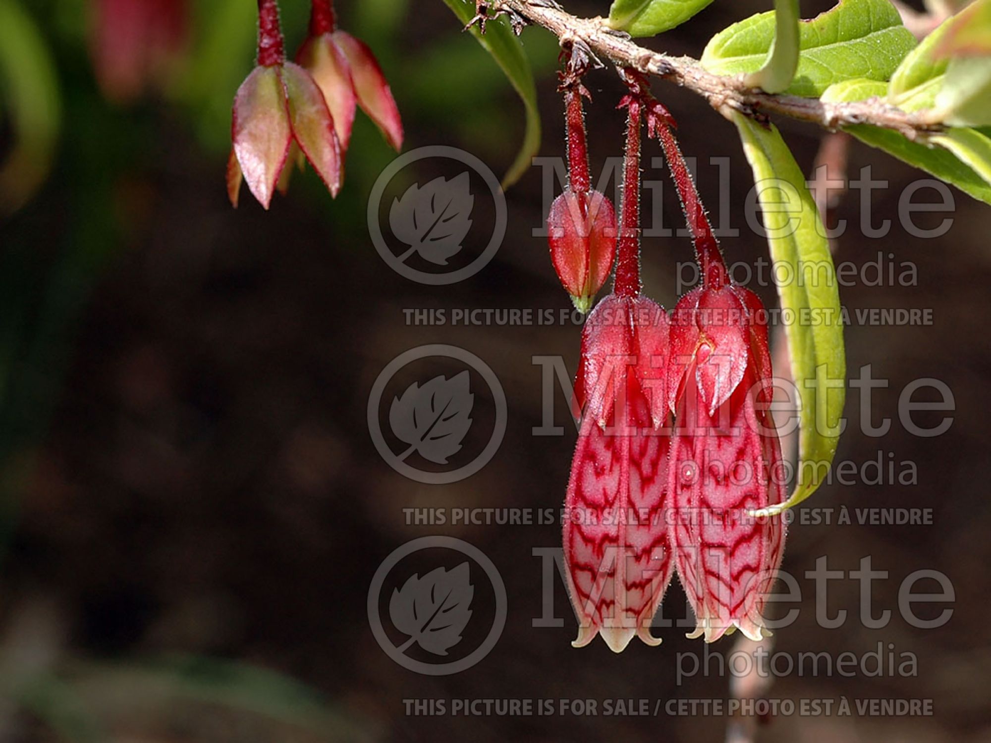 Agapetes Ludgvan Cross (Himalayan Lantern) 1