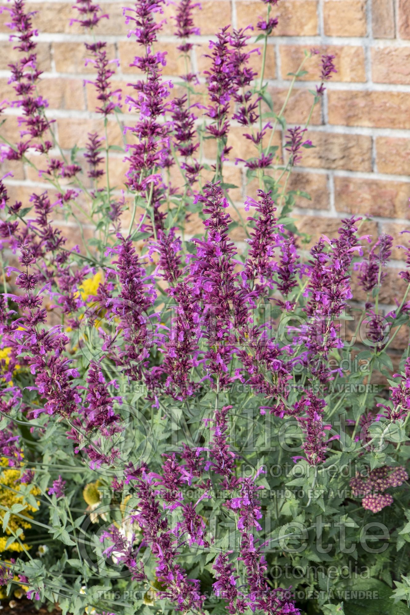 Agastache Ava (Hyssop Hummingbird Mint) 1