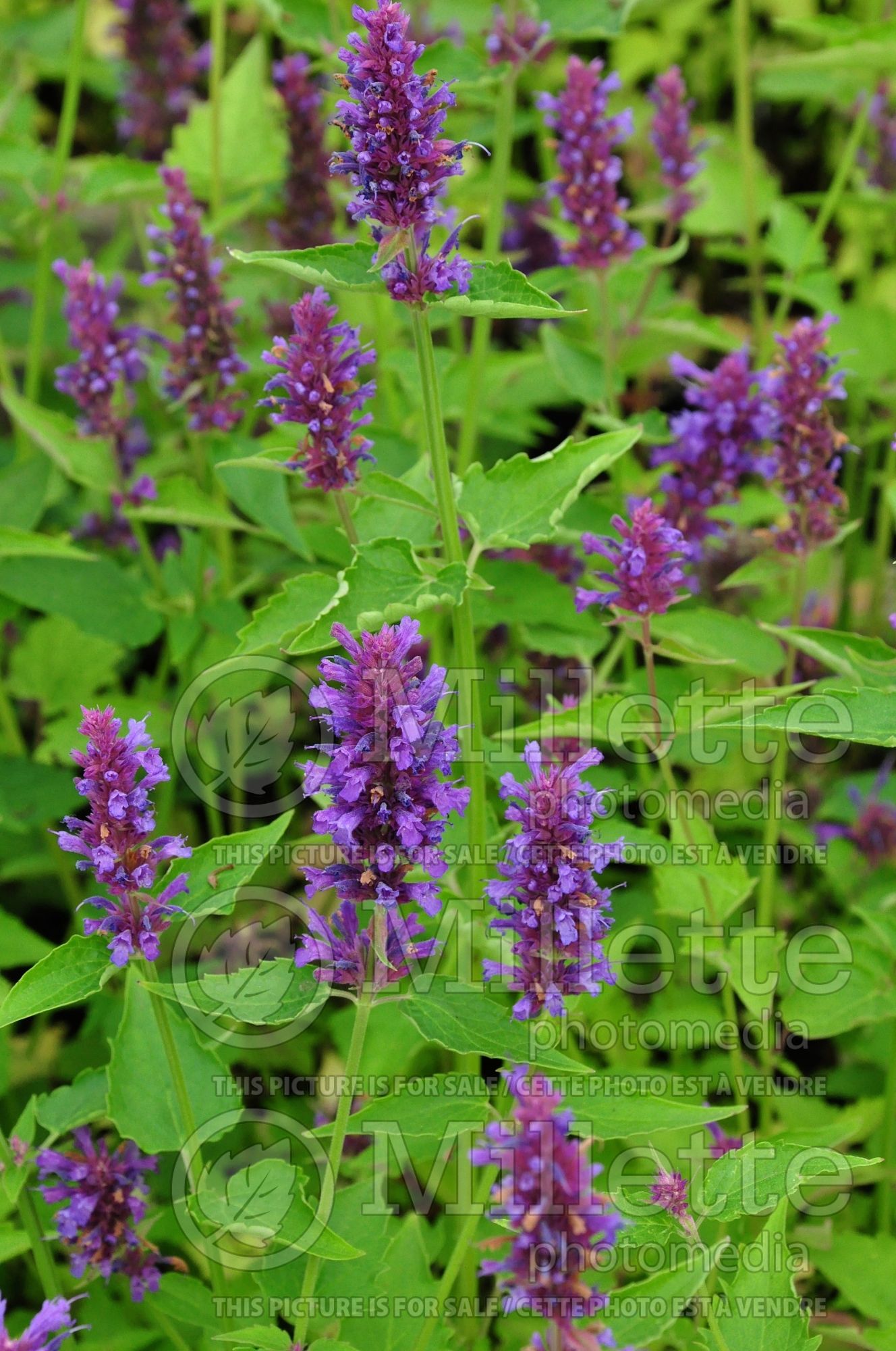 Agastache Blue Boa (Hyssop) 12