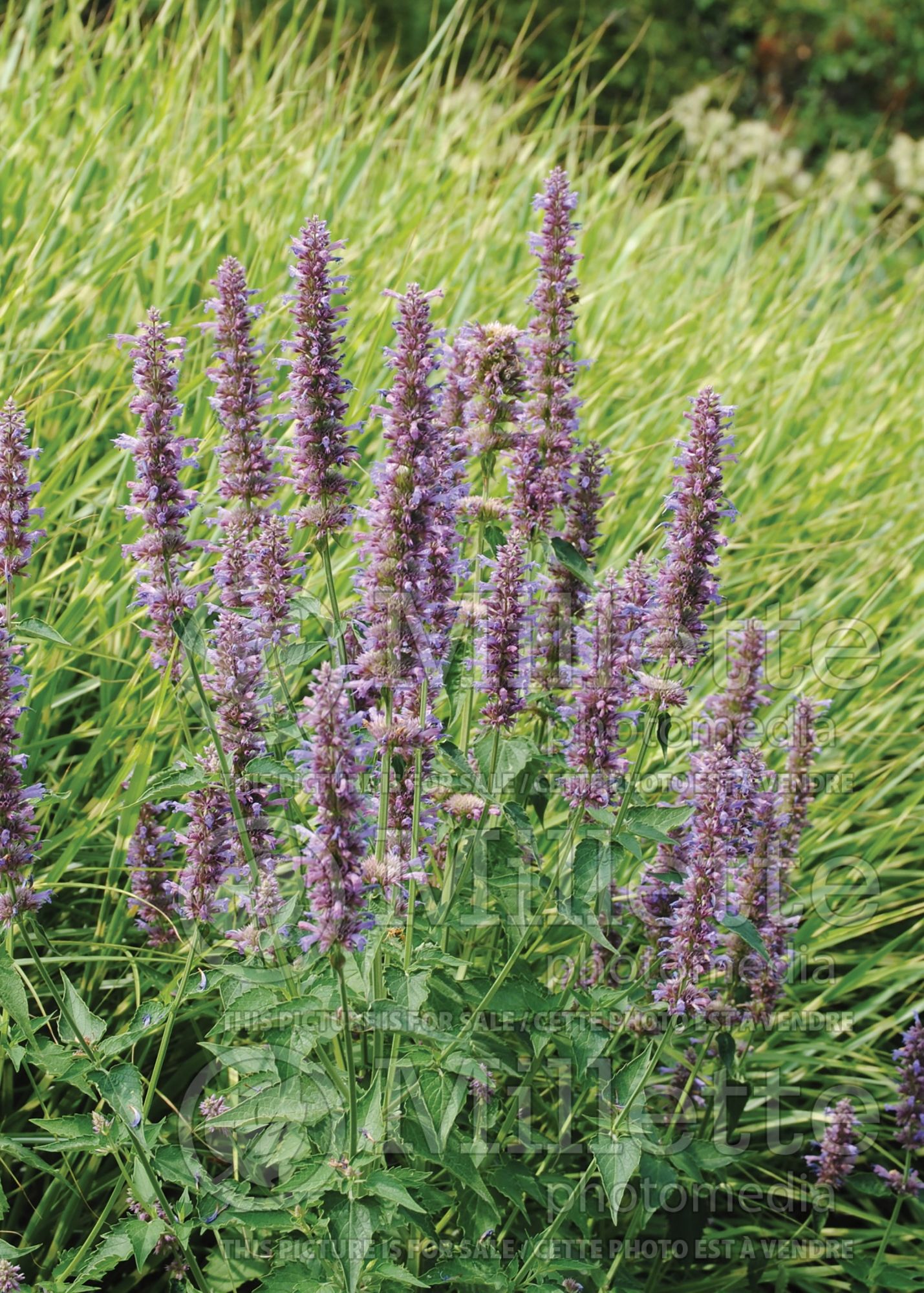 Agastache Blue Boa (Hyssop) 11