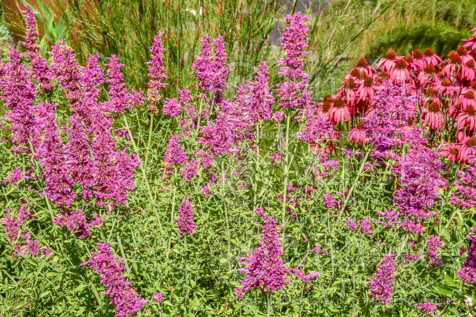 Agastache Sonoran Sunset aka Sinning (Hyssop) 4