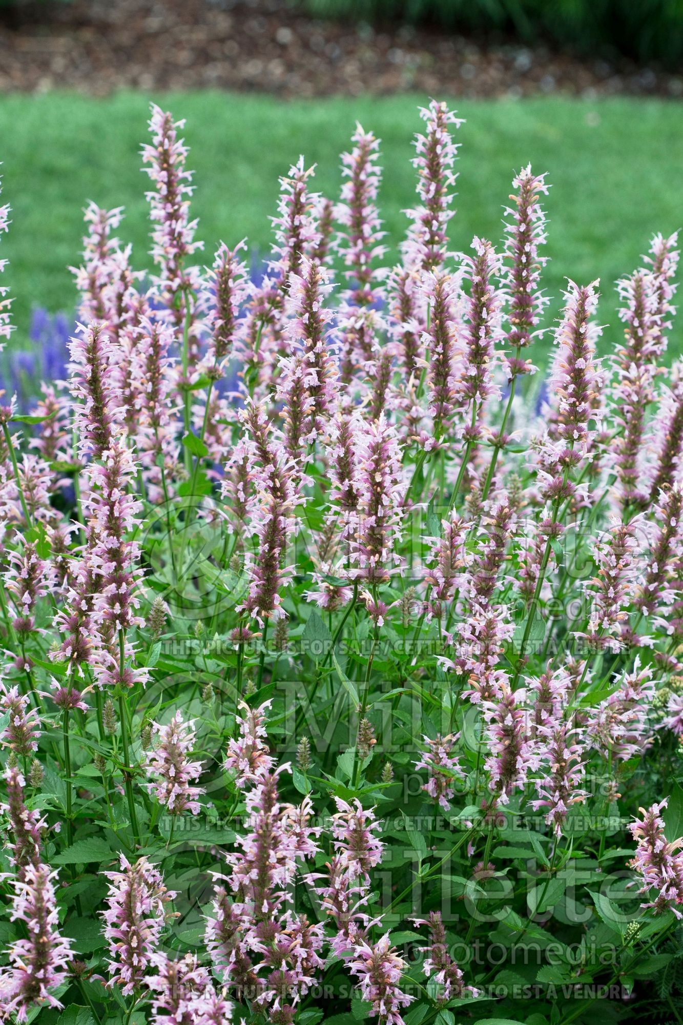 Agastache Cotton Candy (Hyssop Hummingbird Mint) 3