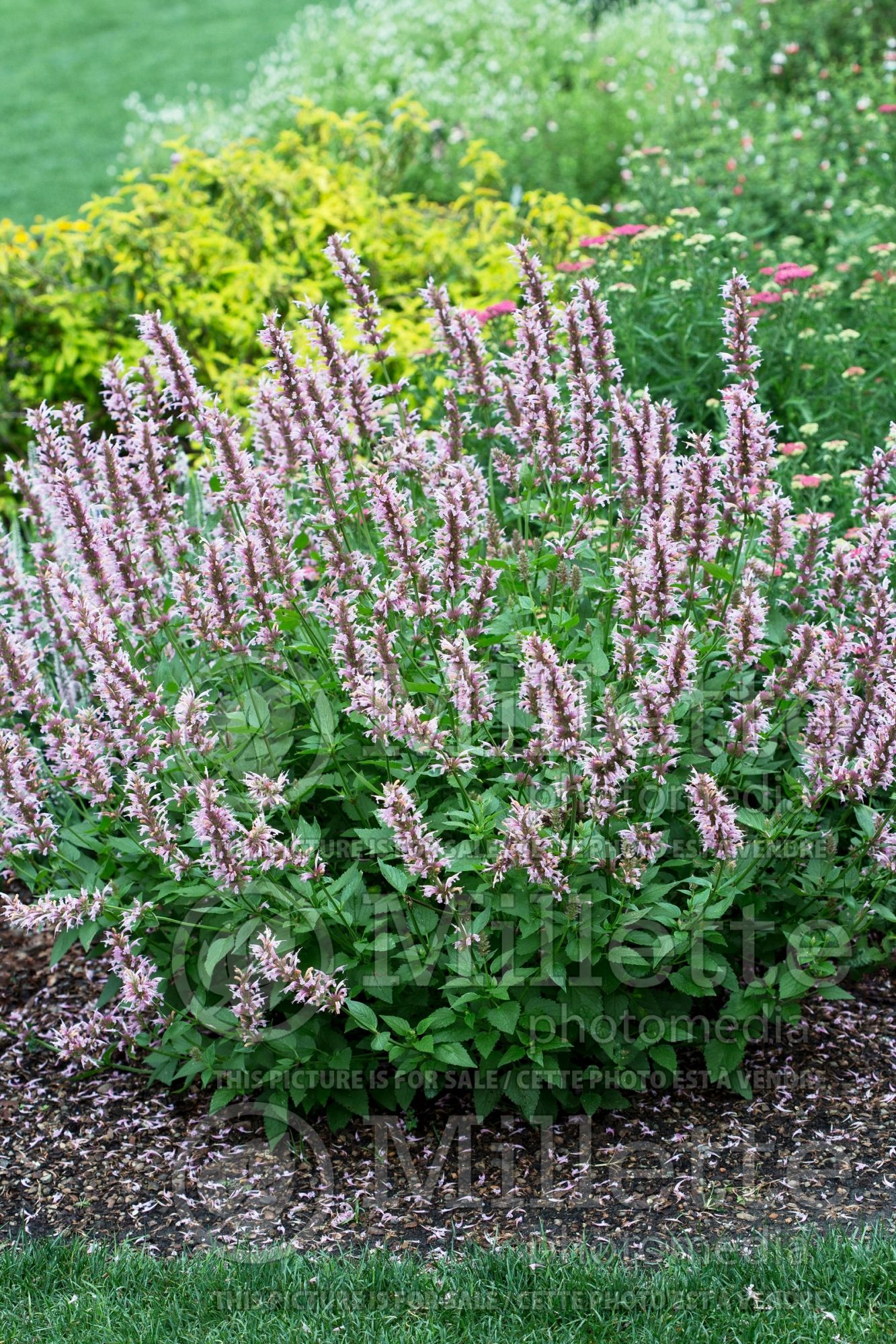 Agastache Cotton Candy (Hyssop Hummingbird Mint) 4
