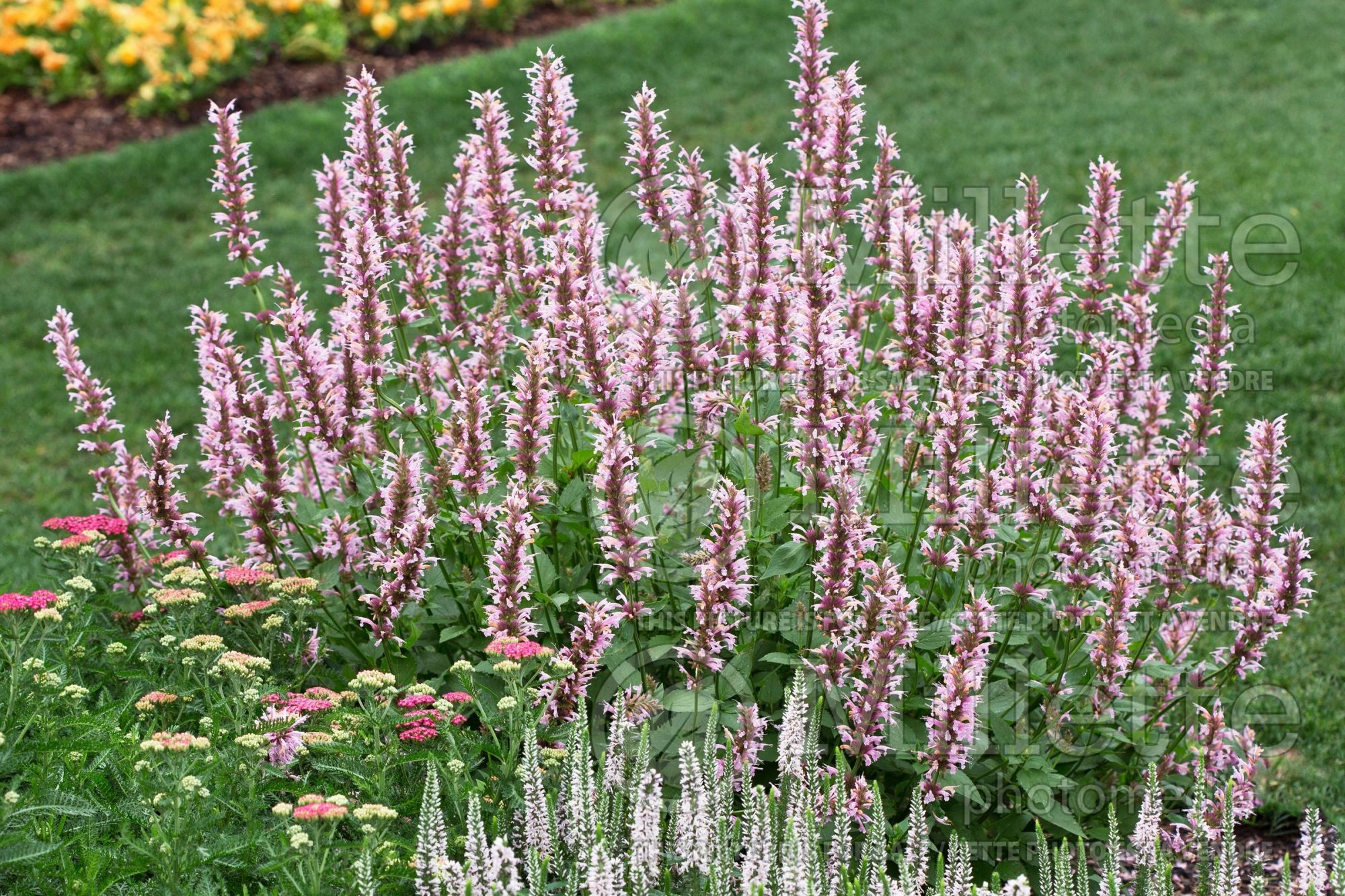 Agastache Cotton Candy (Hyssop Hummingbird Mint) 5