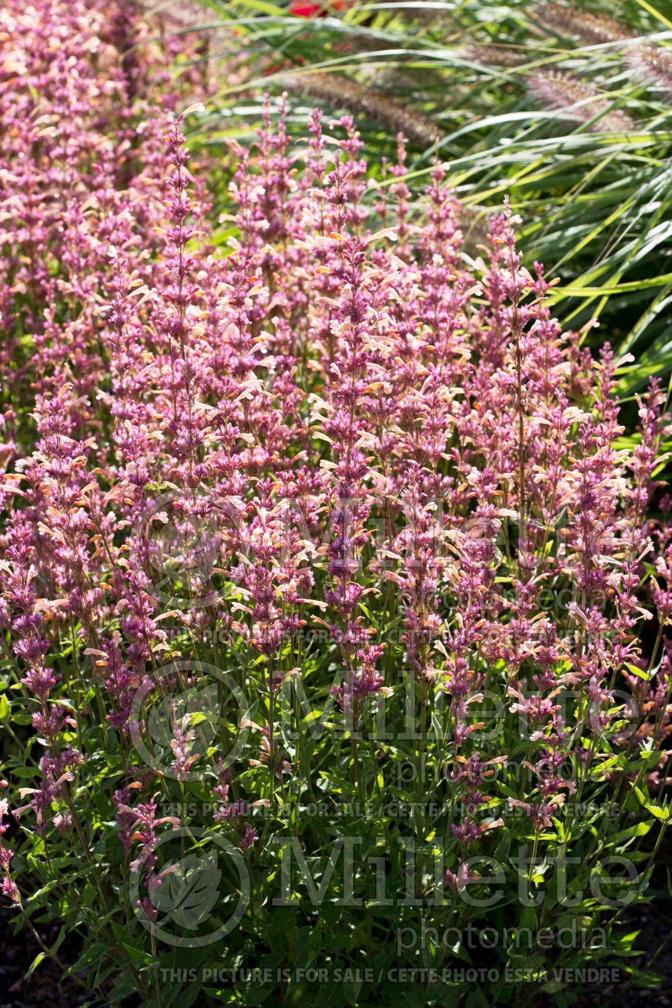 Agastache Peachie Keen (Anise Hyssop) 1