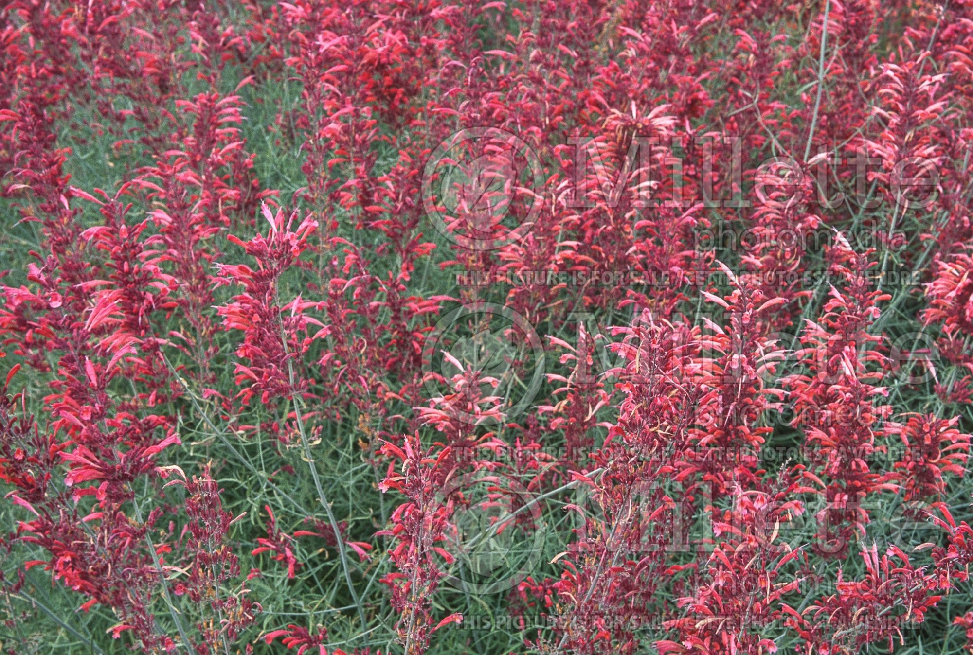 Agastache rupestris (Hyssop) 4