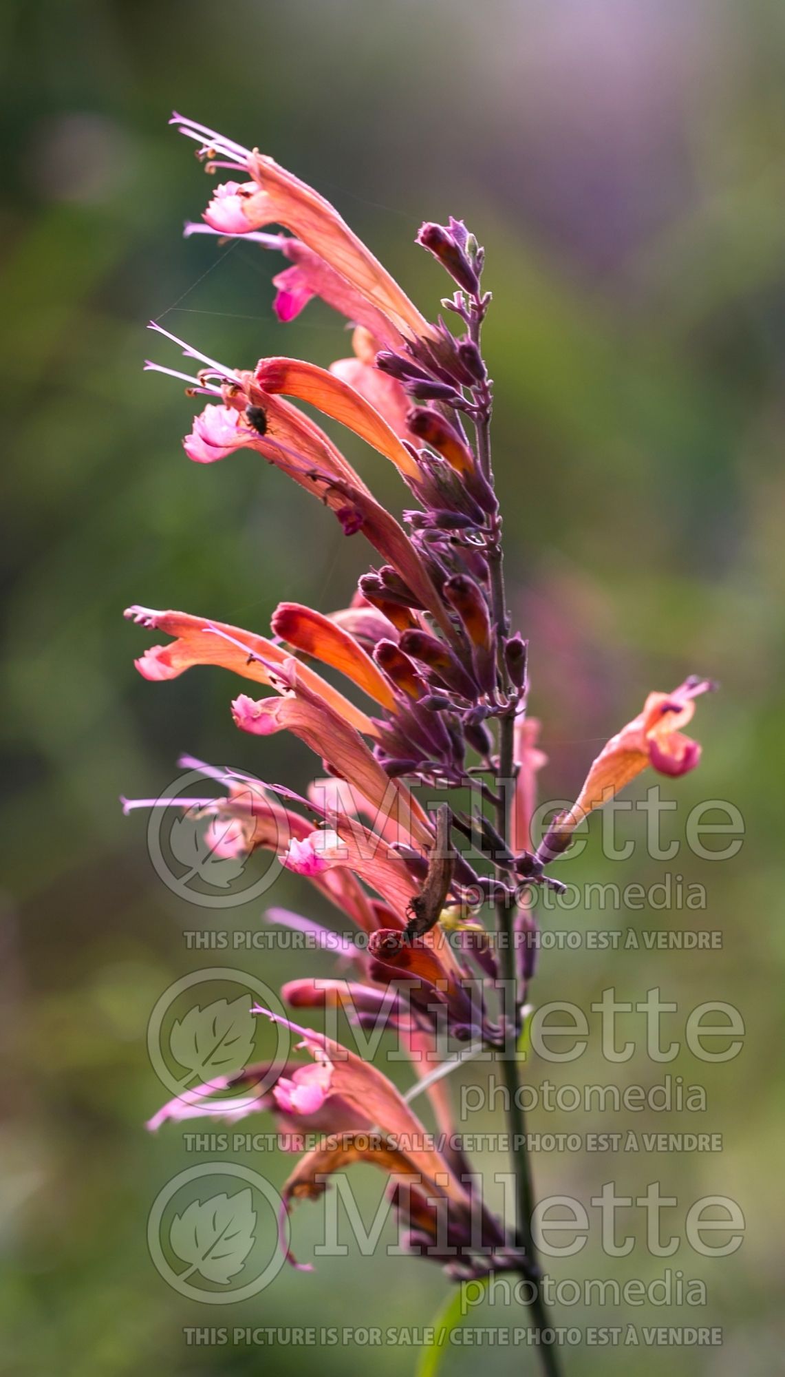 Agastache rupestris (Hyssop) 3