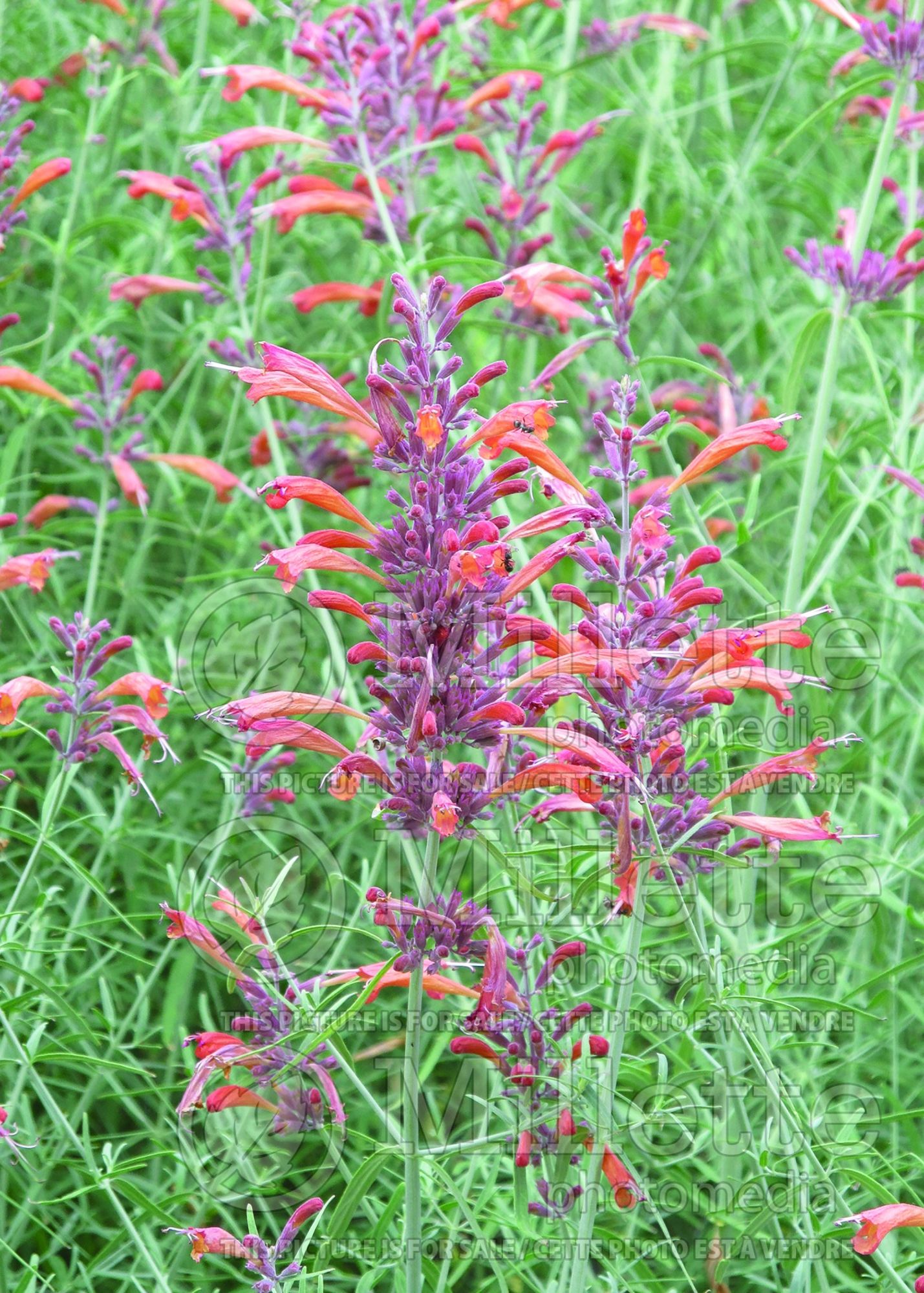 Agastache rupestris (Hyssop) 5