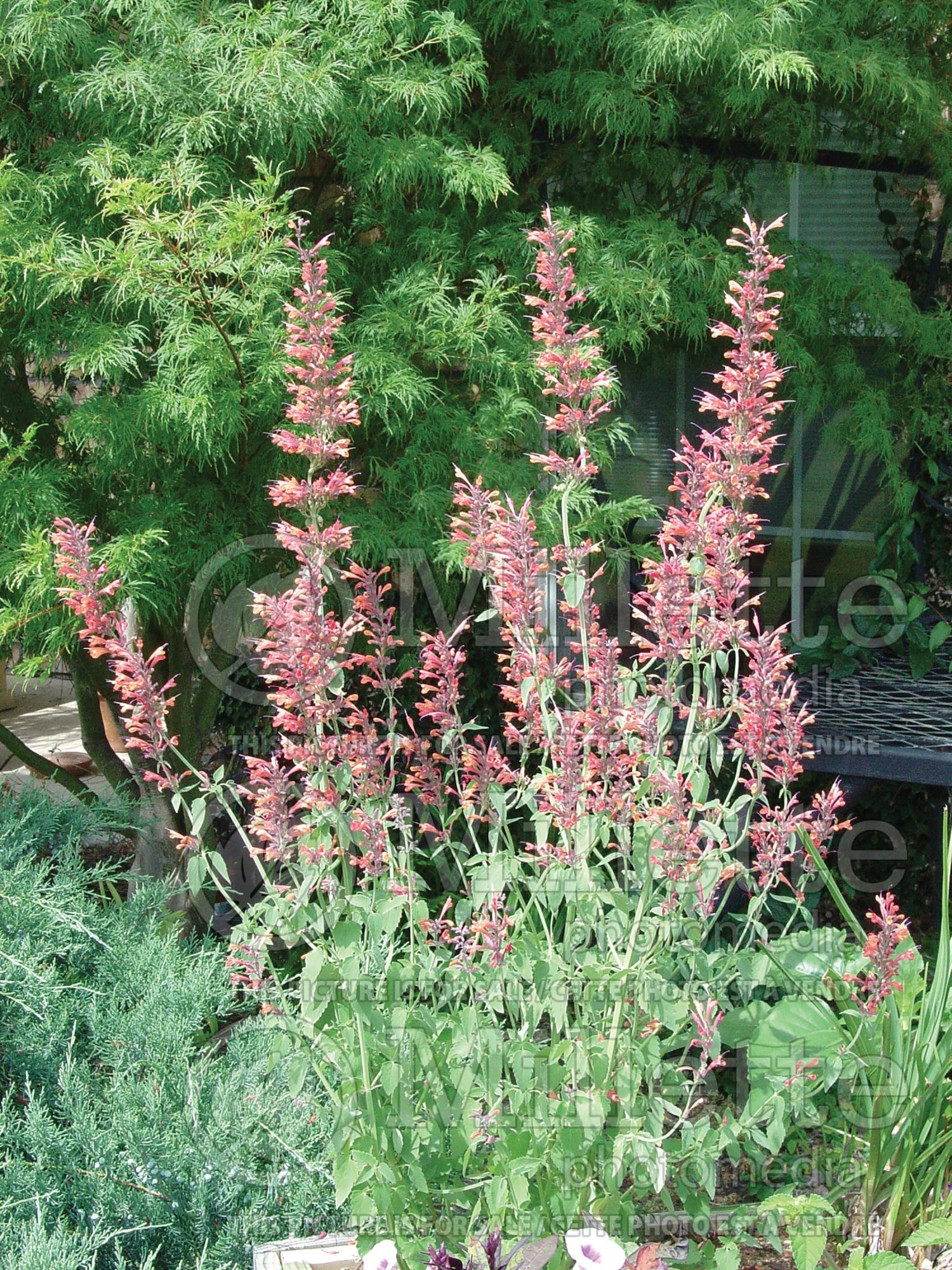 Agastache rupestris (Hyssop) 2