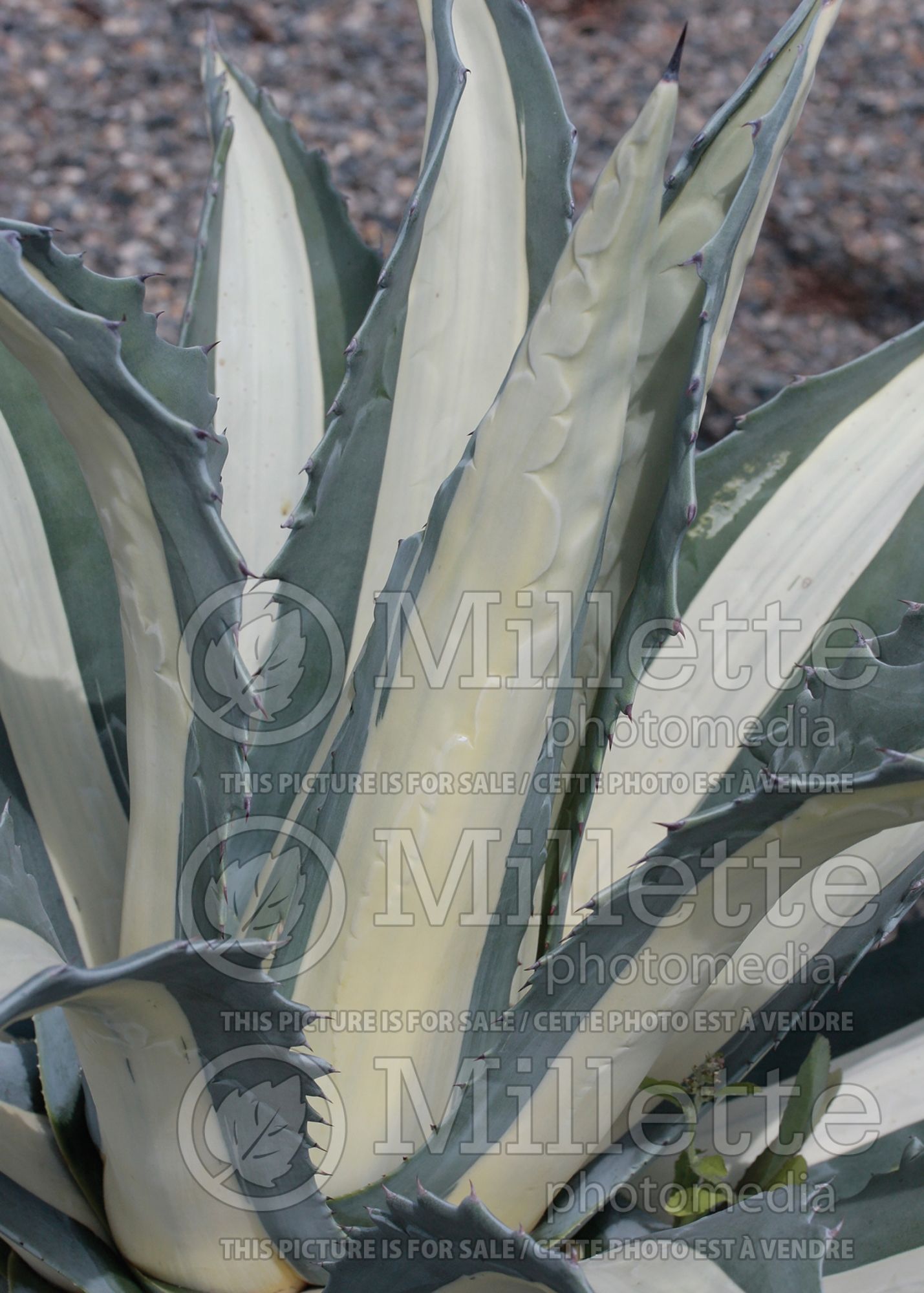 Agave Variegata (Agave cactus) 2