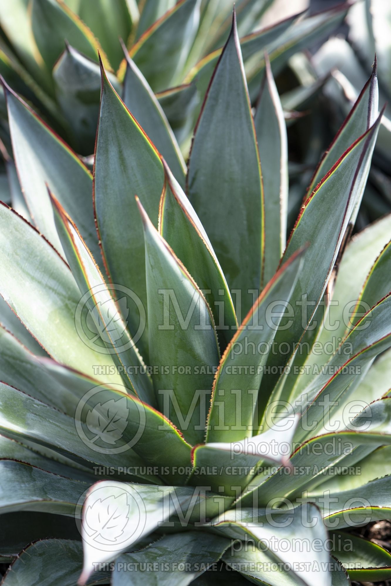 Agave Blue Glow (Agave cactus) 11