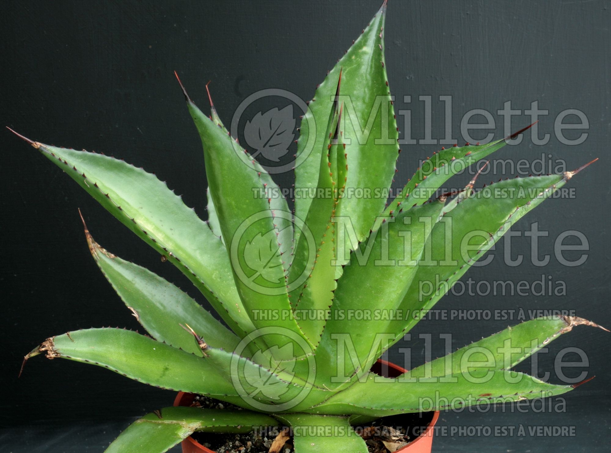 Agave chiapensis (Agave cactus) 1