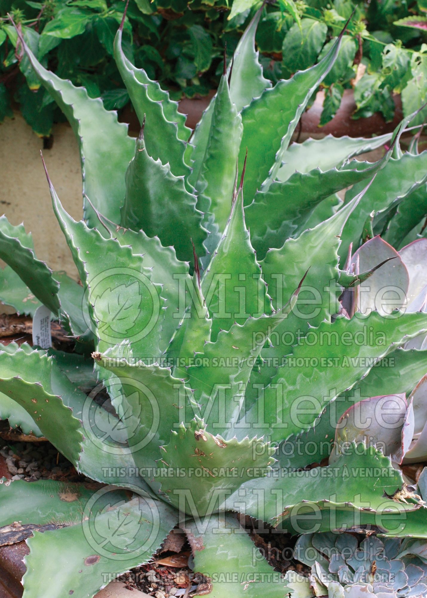 Agave gentryi (Agave) 1