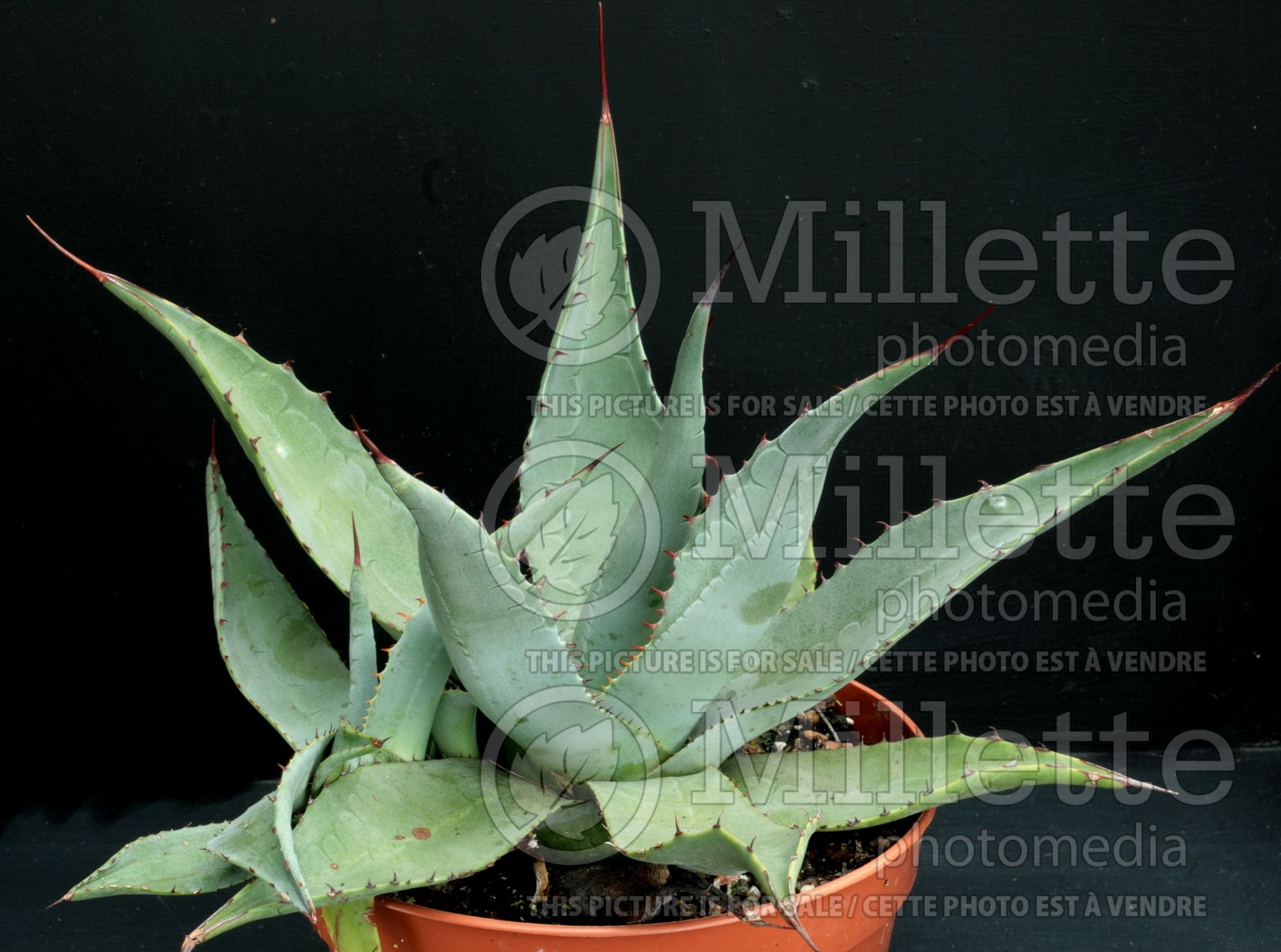 Agave guadalajarana (Agave cactus) 1