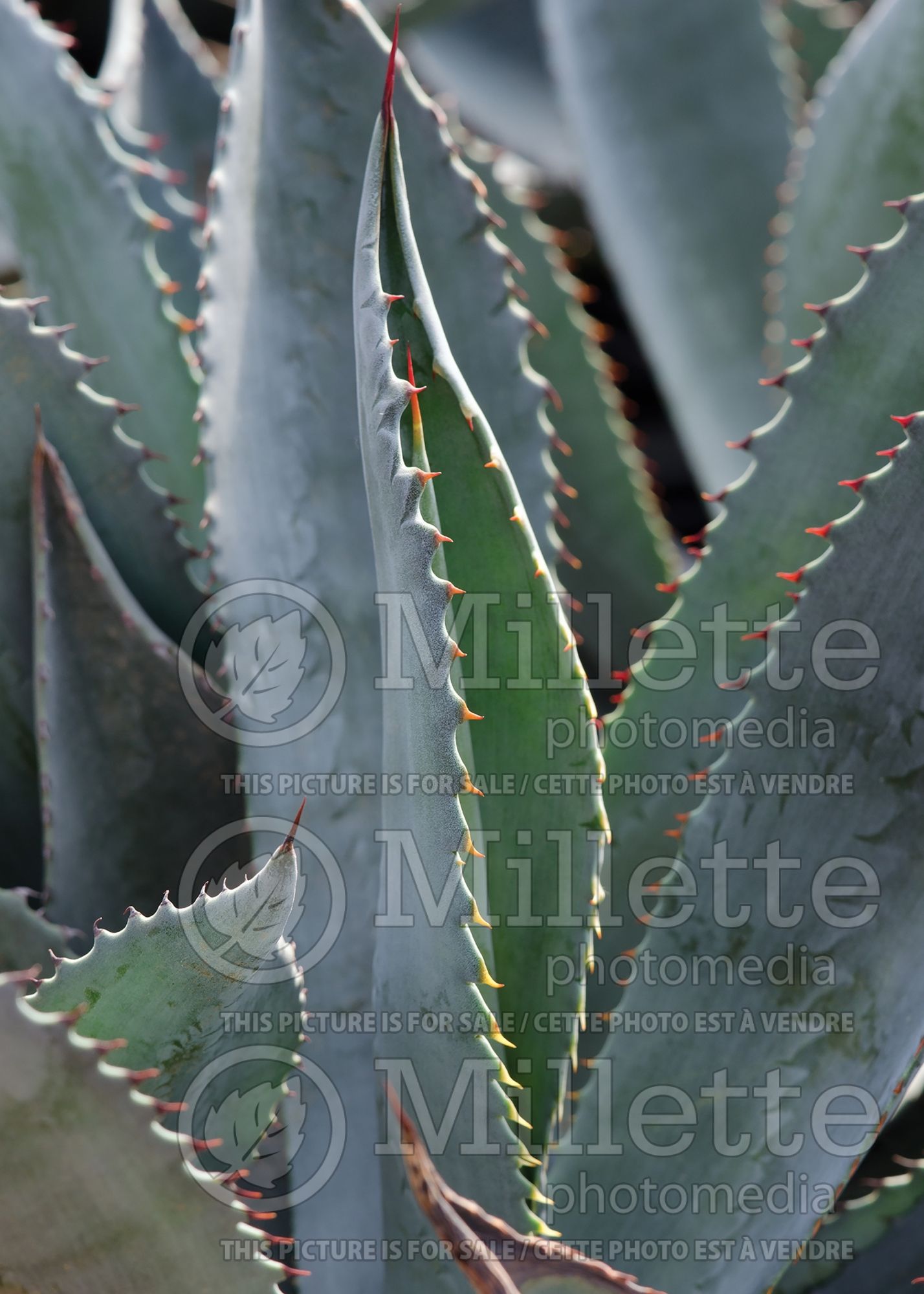 Agave Silver Surfer (Whale's Tongue Agave) 1