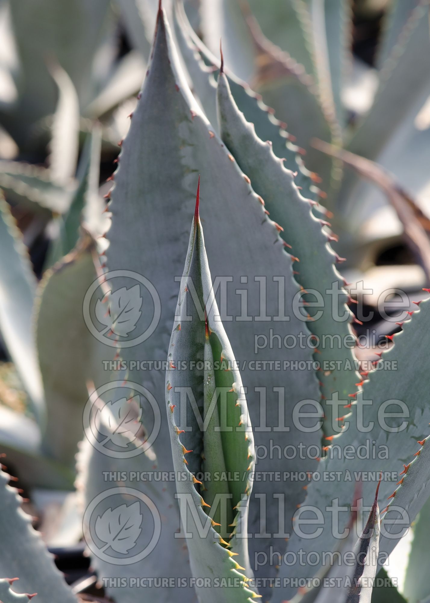 Agave Silver Surfer (Whale's Tongue Agave) 2