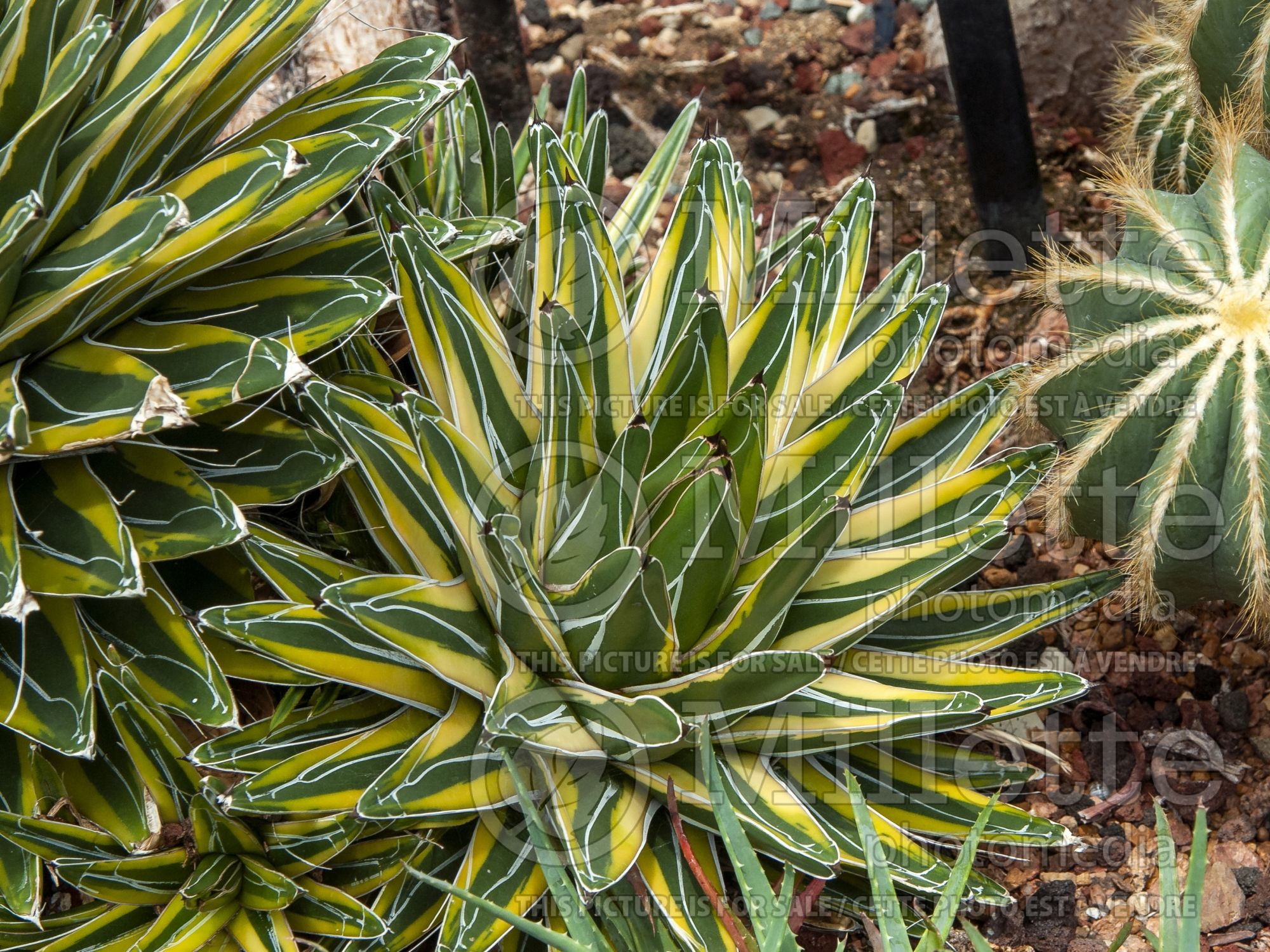 Agave Variegata (Agave cactus) 4